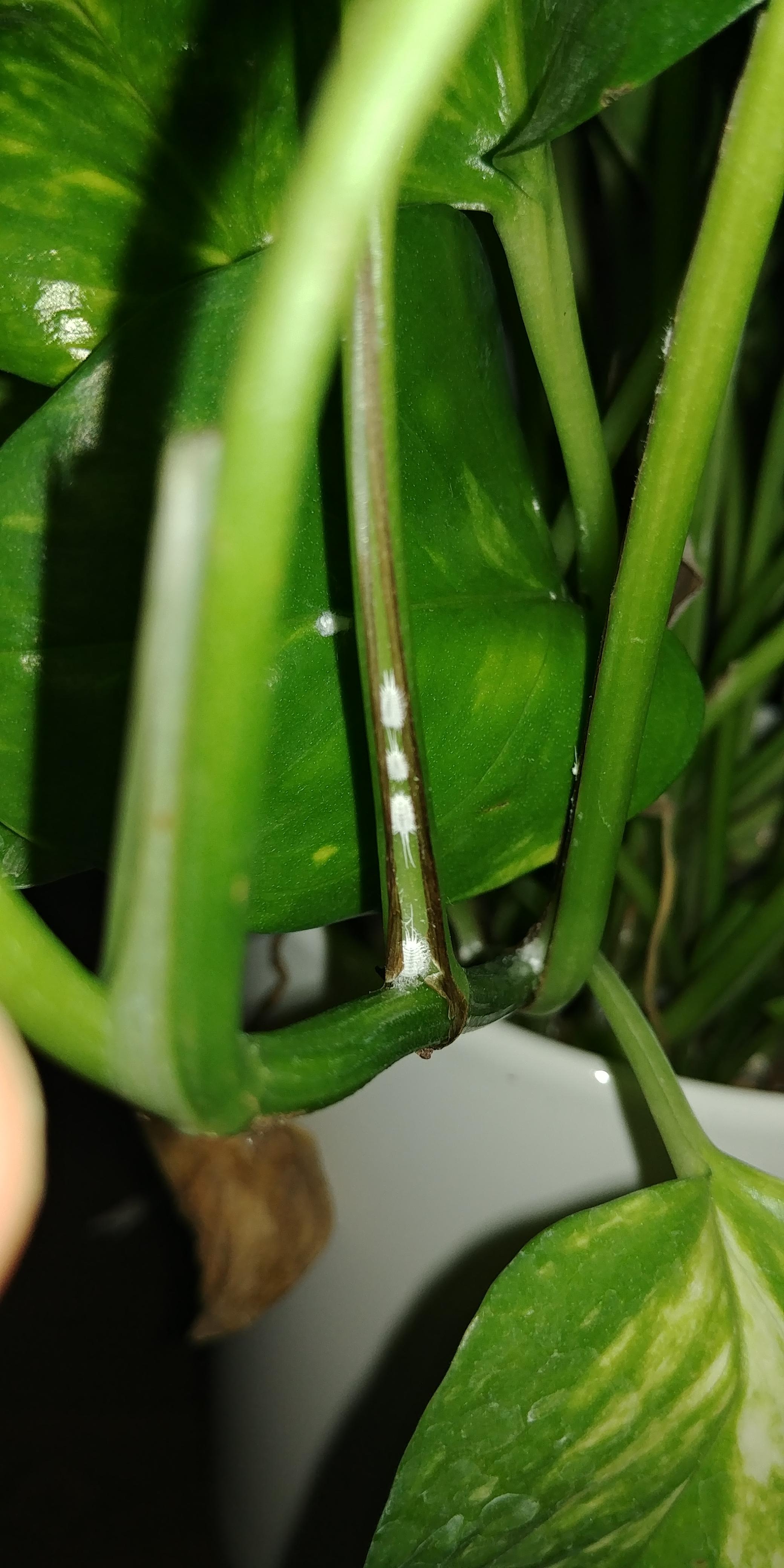 What are these white things/stuff on my pothos? Are they harmful? How