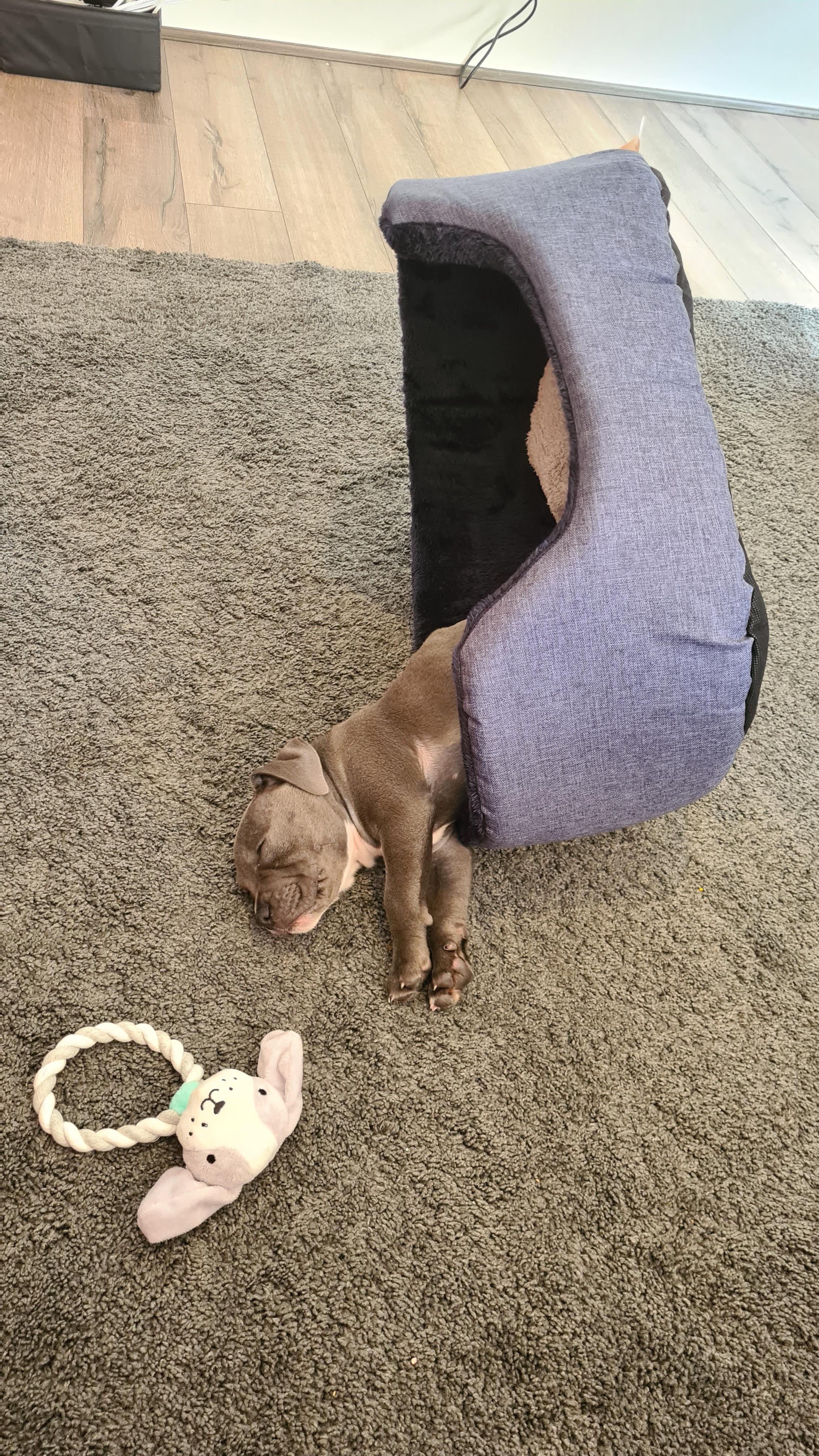 My Puppy fell back asleep while getting out of his bed r
