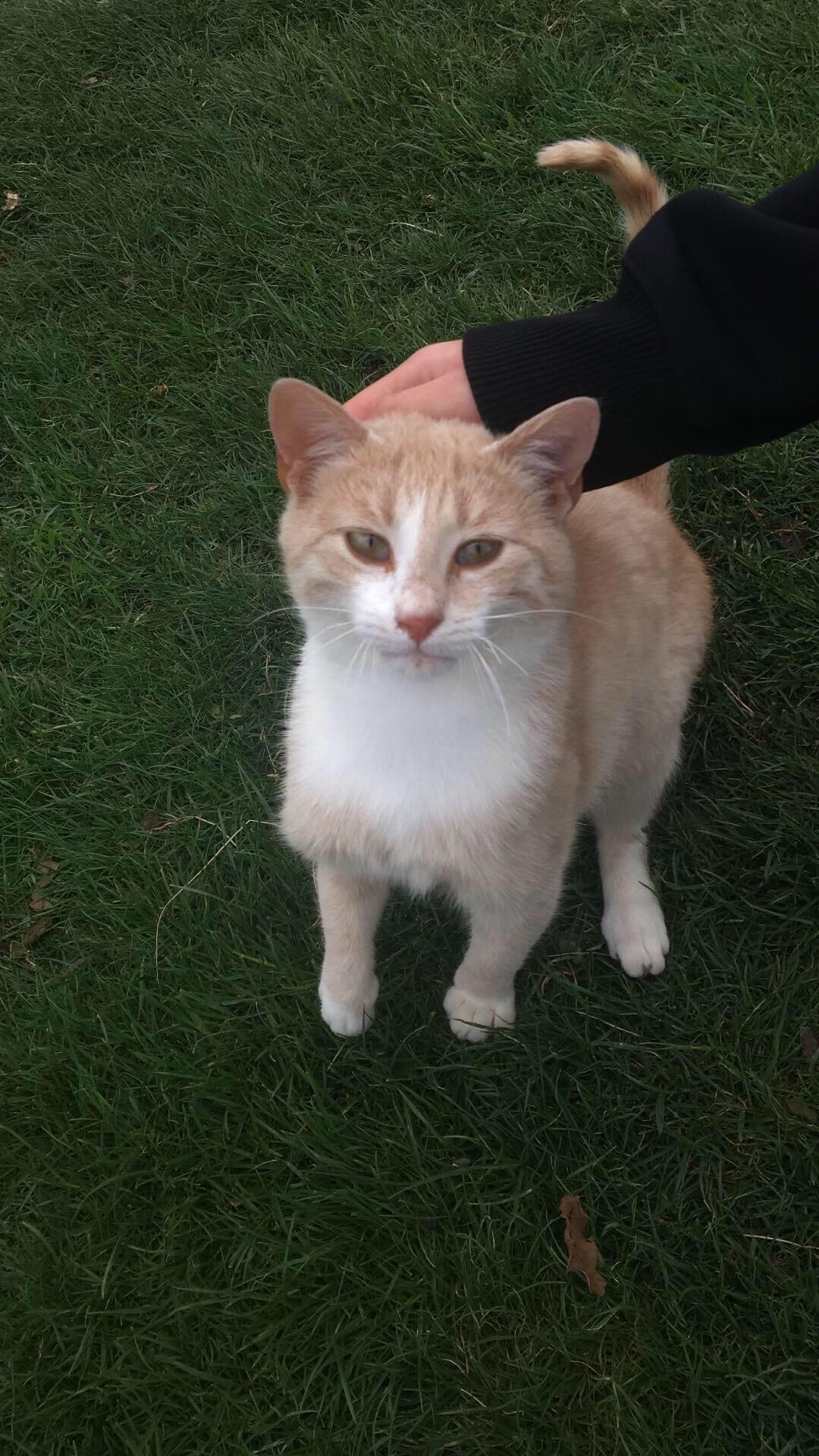 Came across a beautiful stray cat in Istanbul r/Turkey