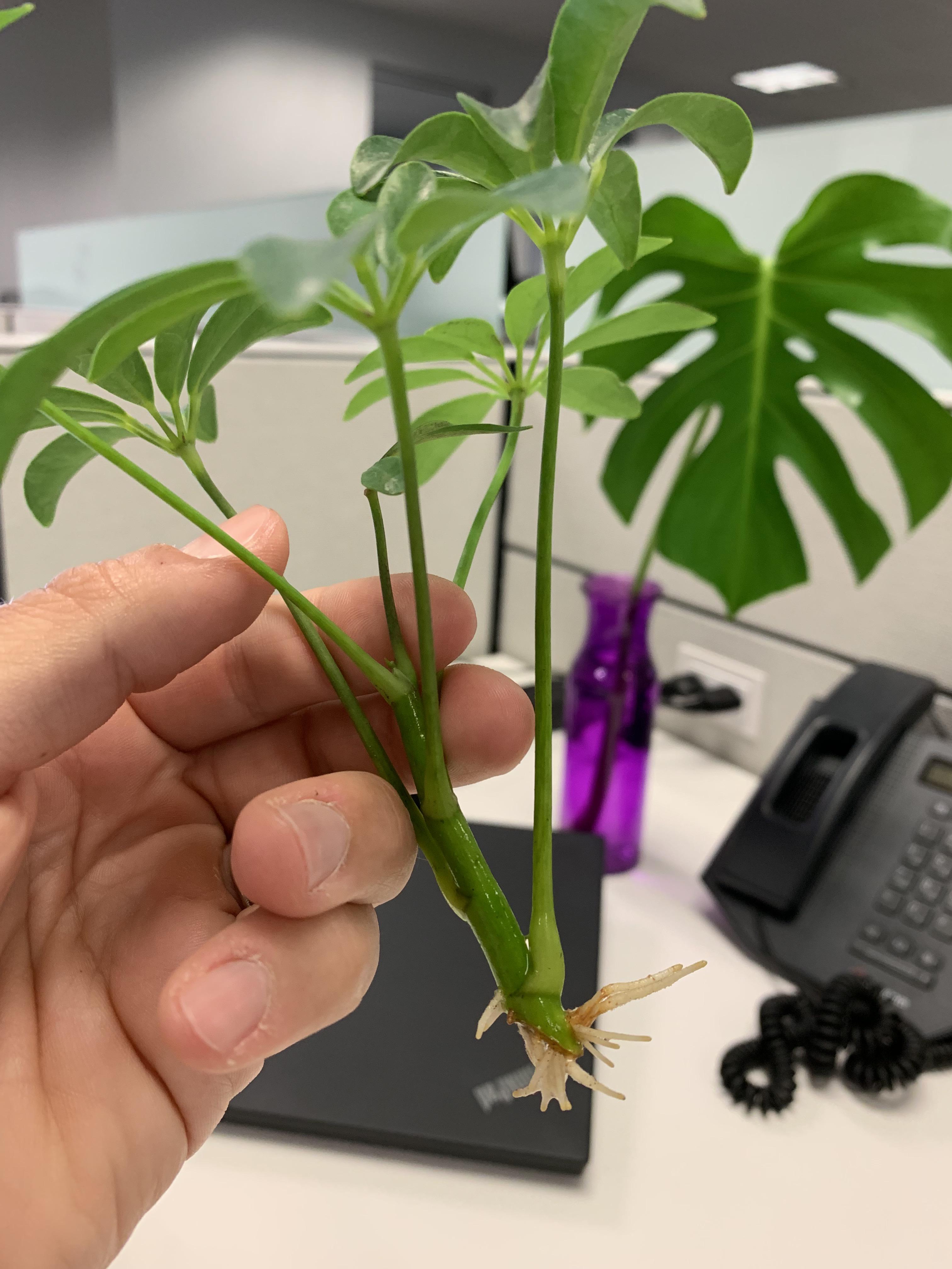 My schefflera is finally rooting!!! proplifting