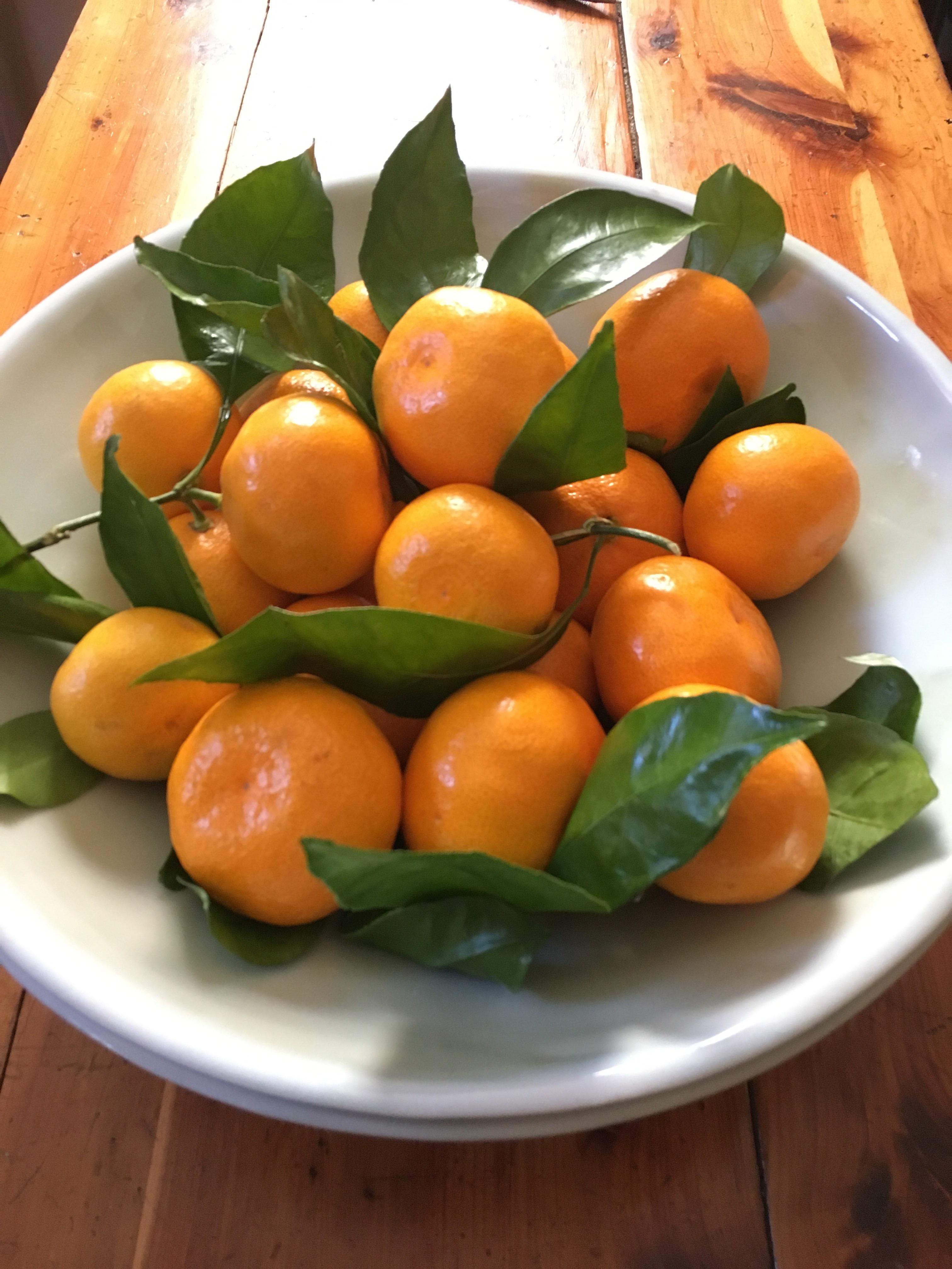 The stem and leaf mandarins are back. traderjoes