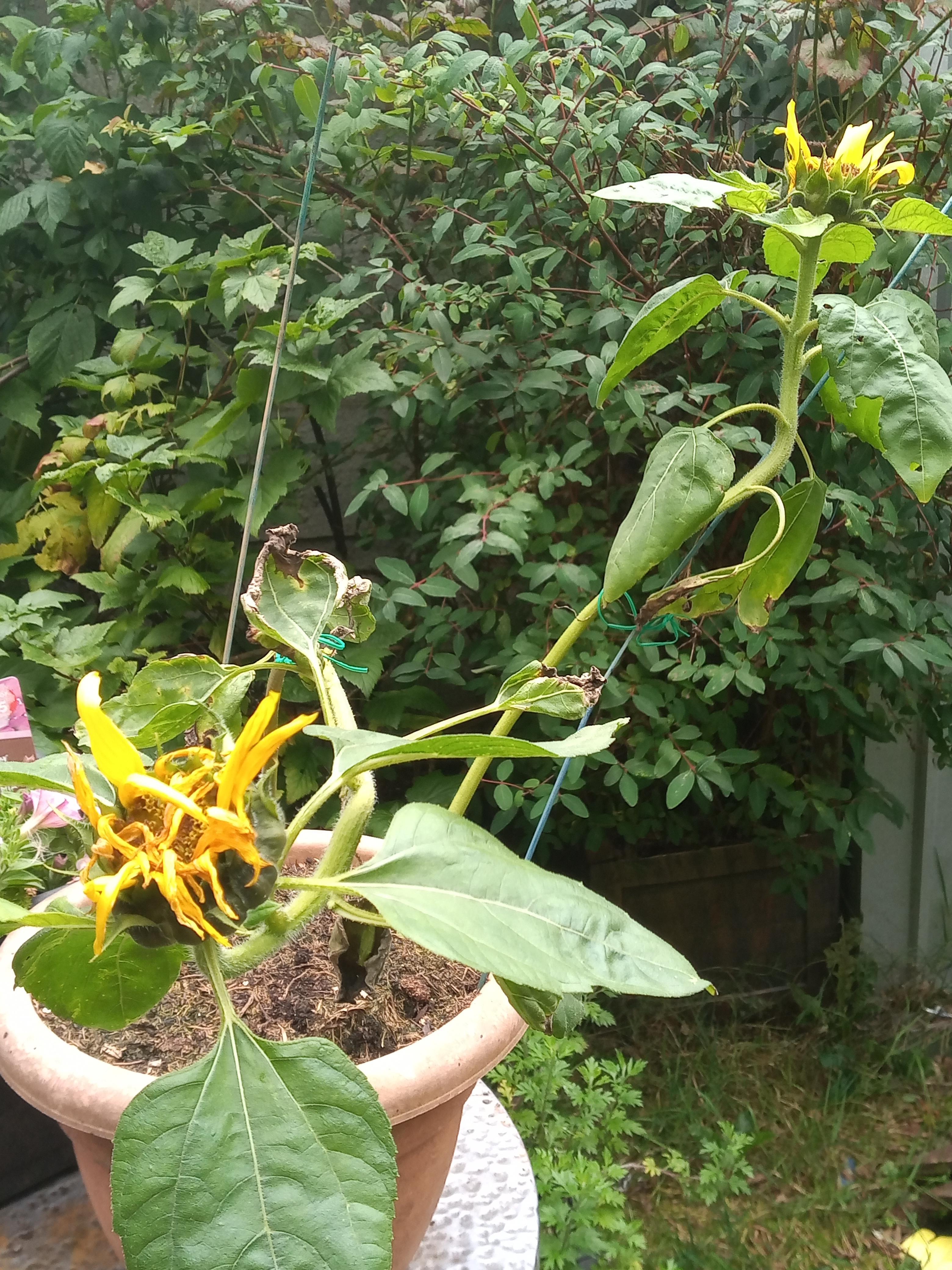 Why are my sunflowers dying after bloom? they were thrithing when I
