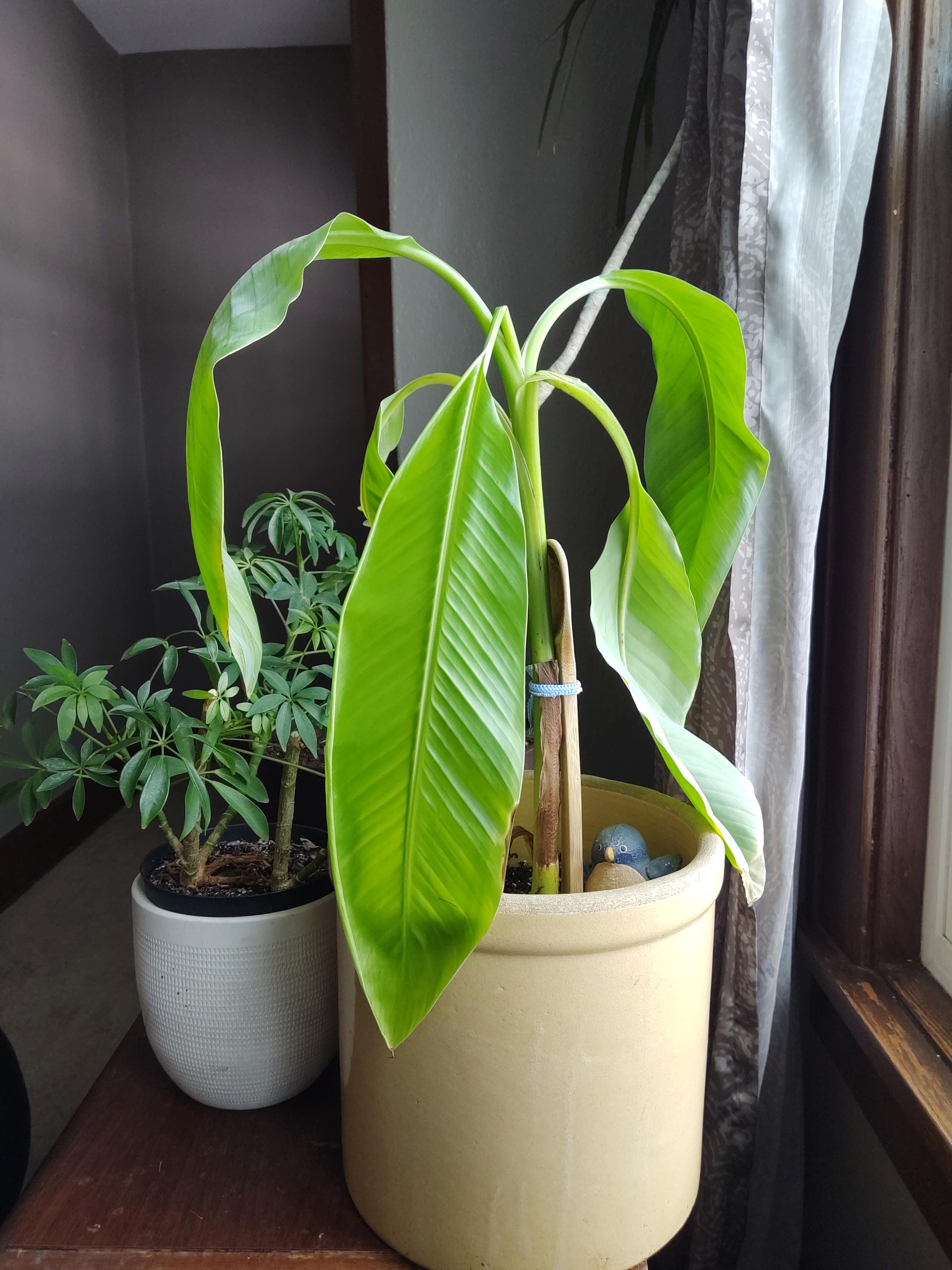 Received a banana plant that's not doing to well r/plantclinic