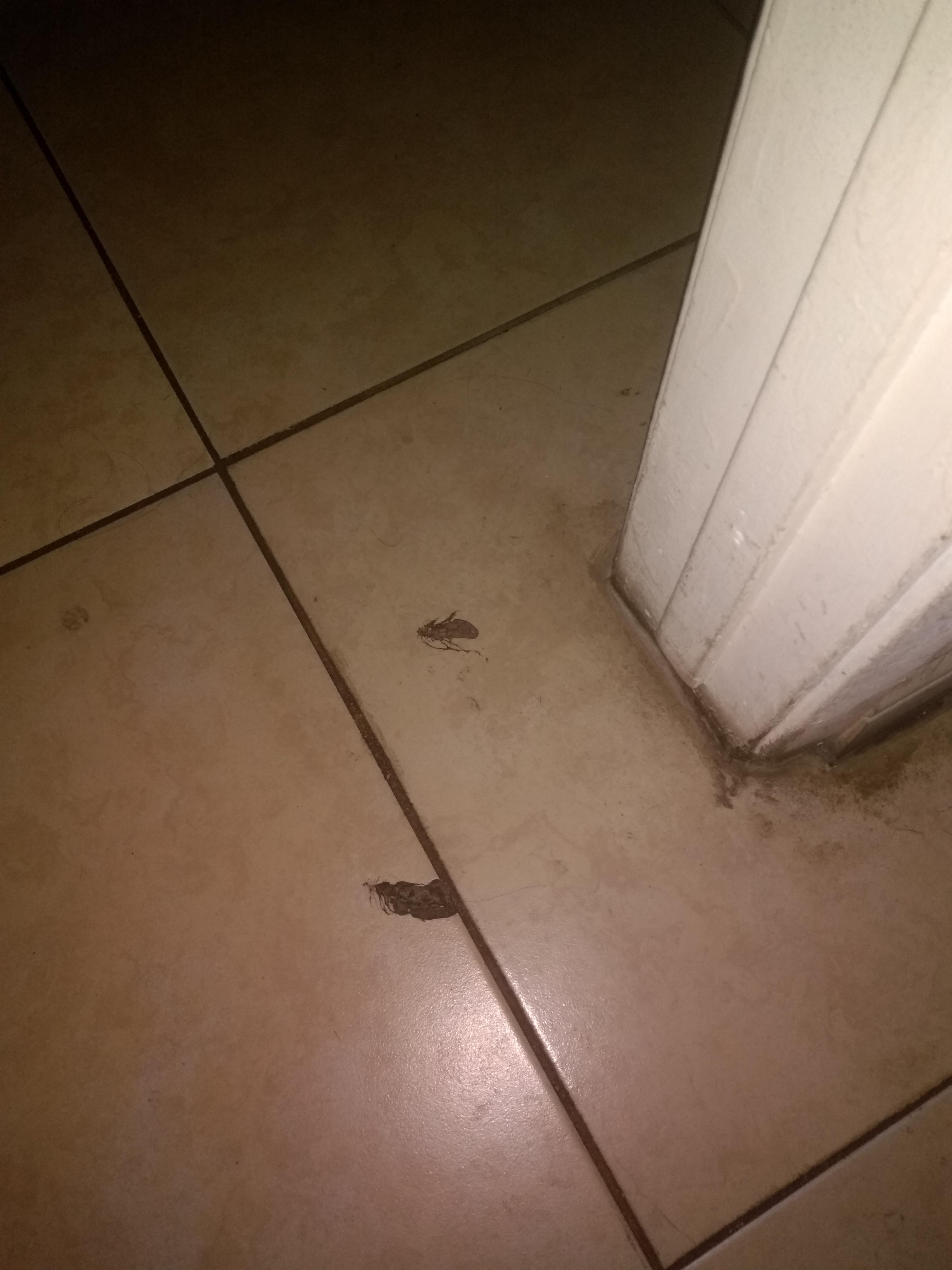 This cockroach crack on my bathroom floor scares the shit out of me