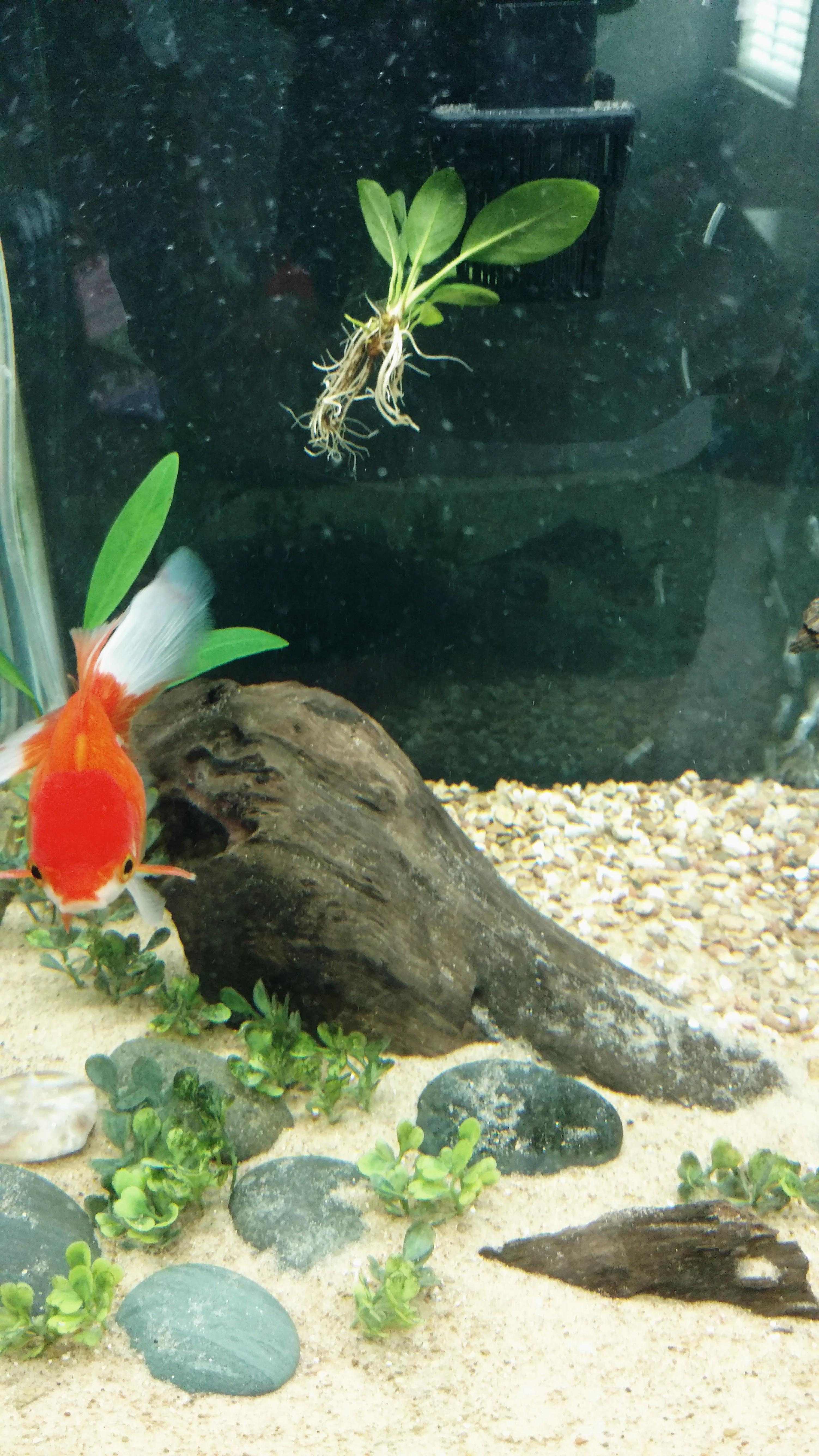 Trying to keep plants with a goldfish is so much fun.😂 r/Goldfish