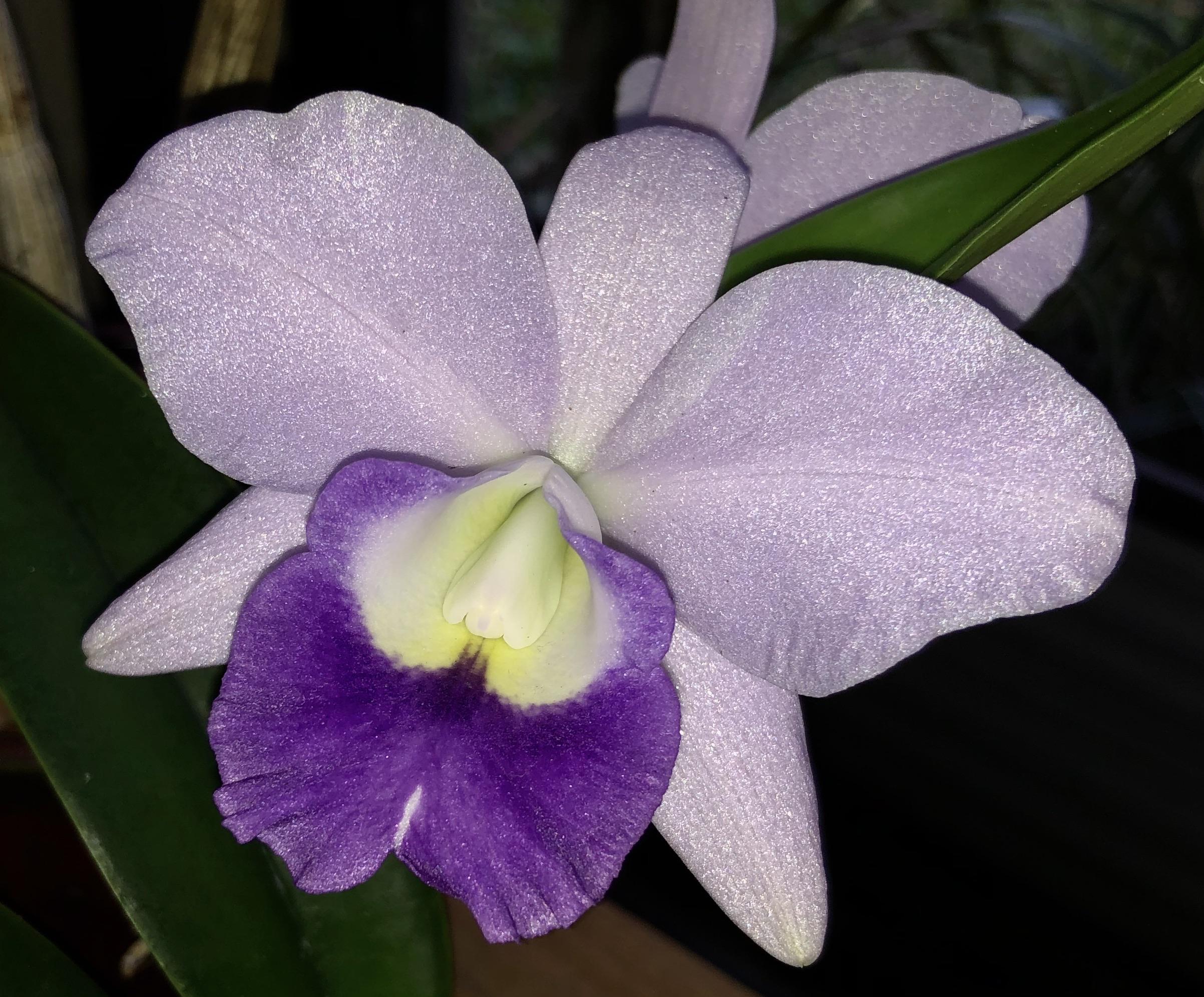 I couldn’t pass up this beauty at the Boca Raton Orchid Show last week