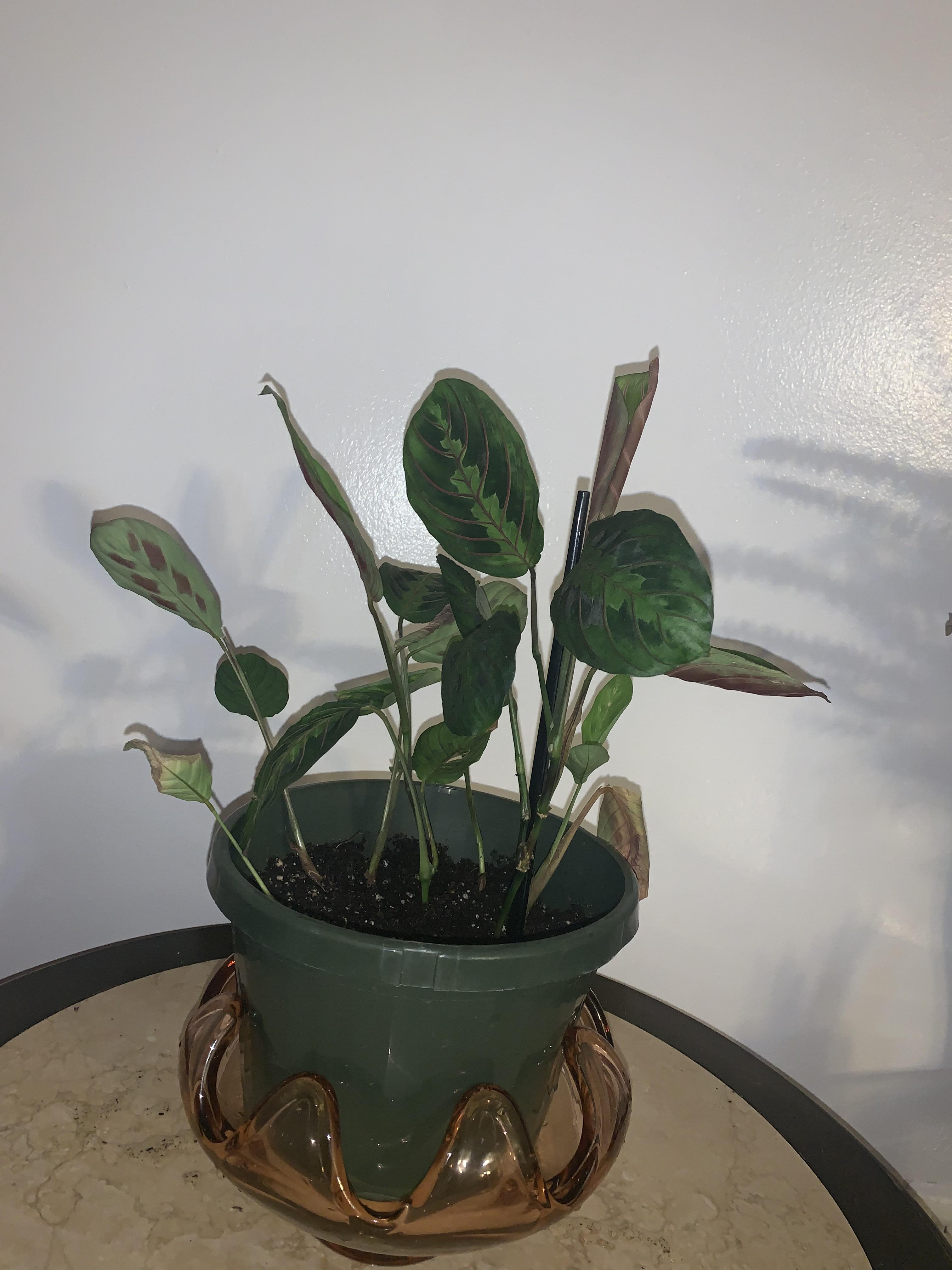 i bought this rotting, dying prayer plant two weeks ago and have been