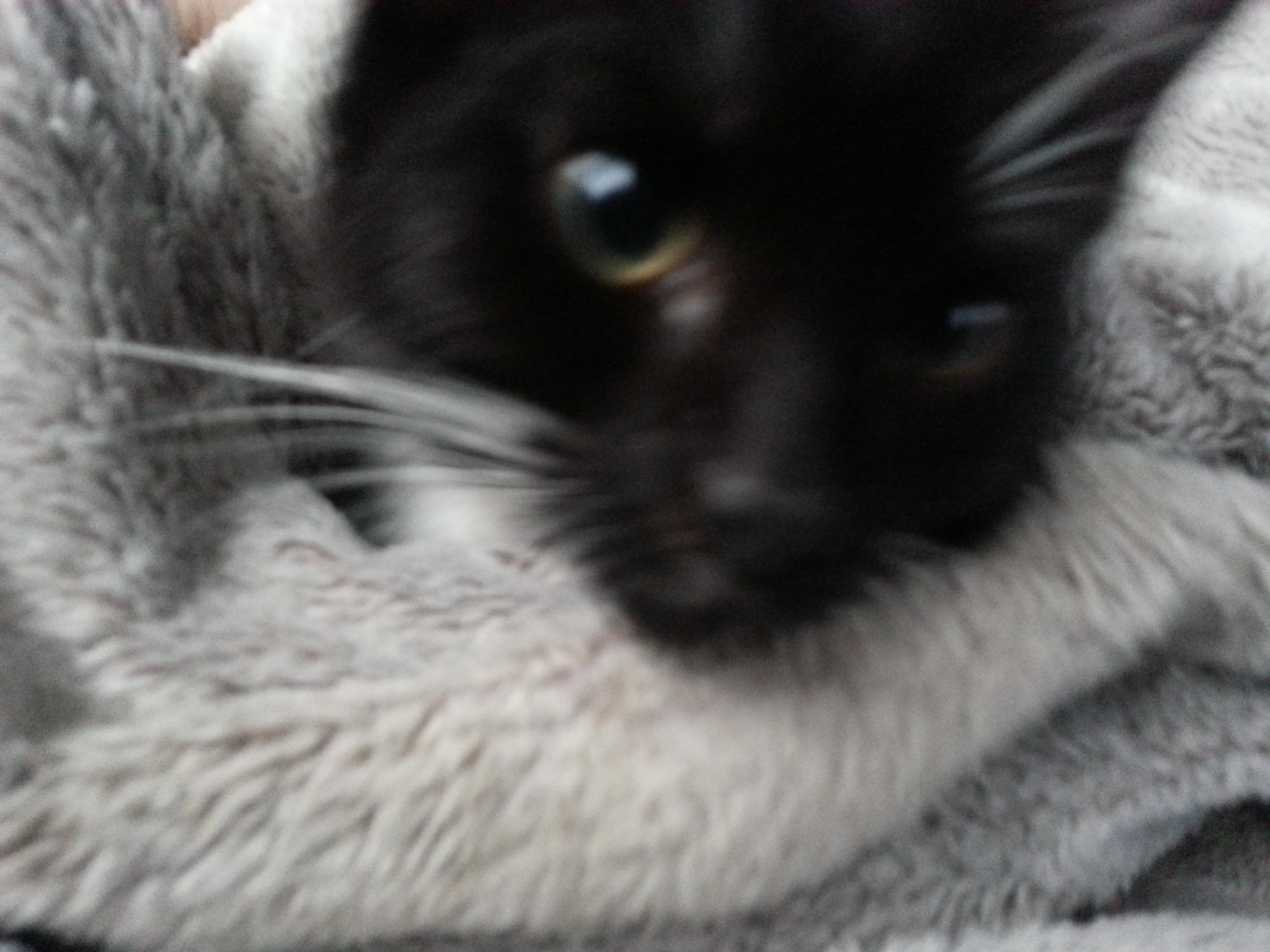 My itty bitty kitty blanket burrito. r/kittens