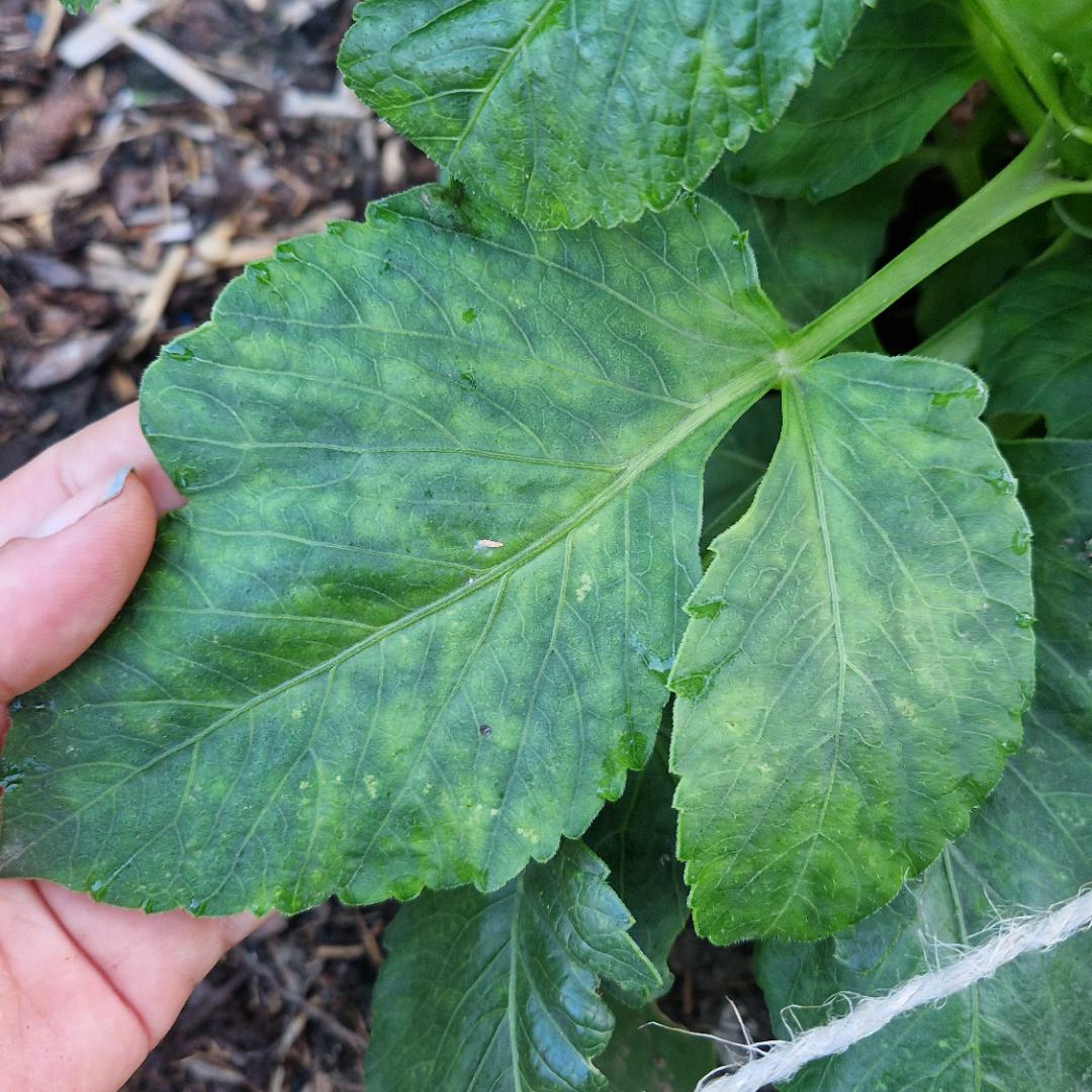 please help what are these bright spots on two of my dahlias? thank