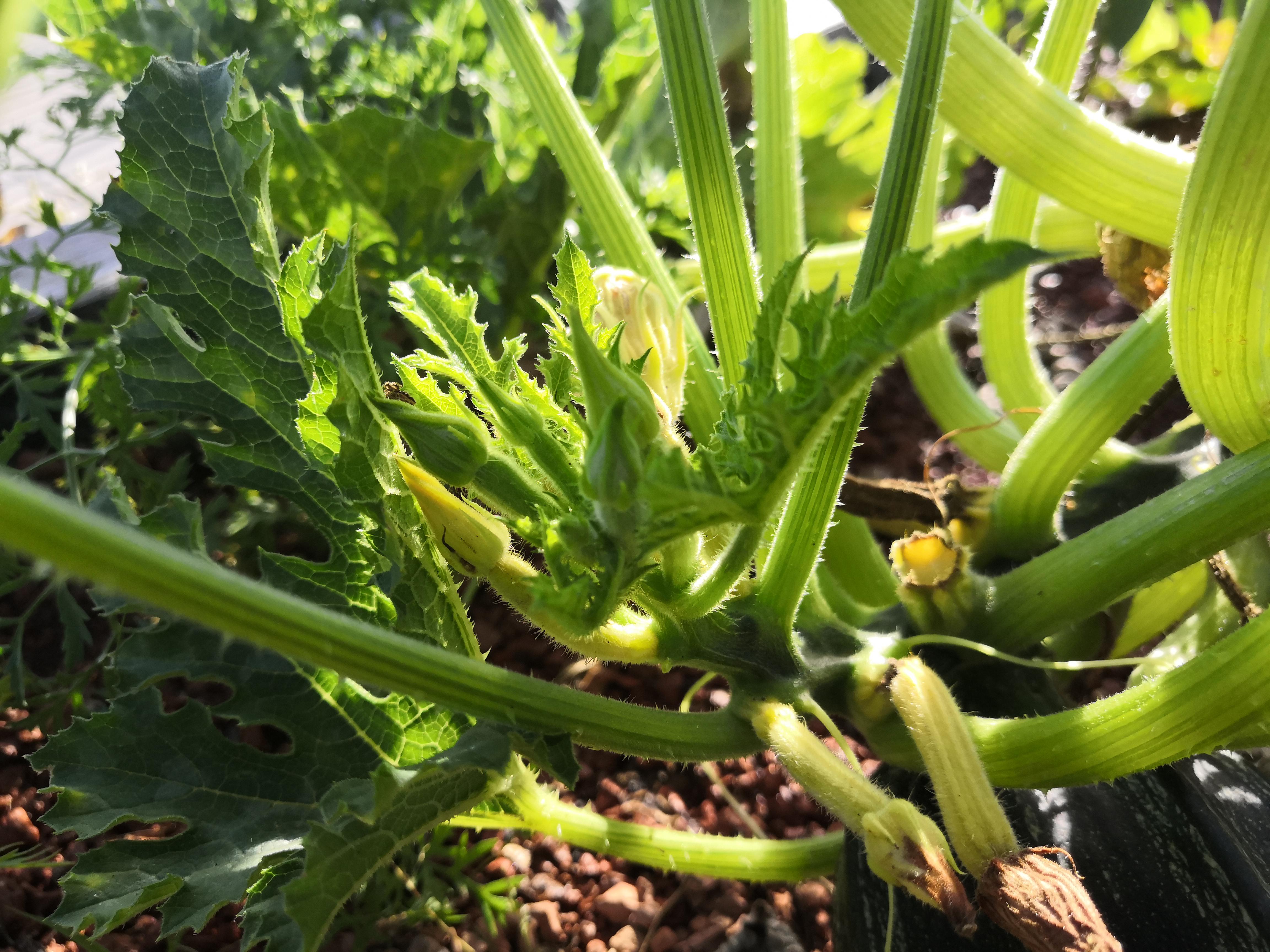 Why do my zucchini/courgette blossoms turn yellow and brown before they