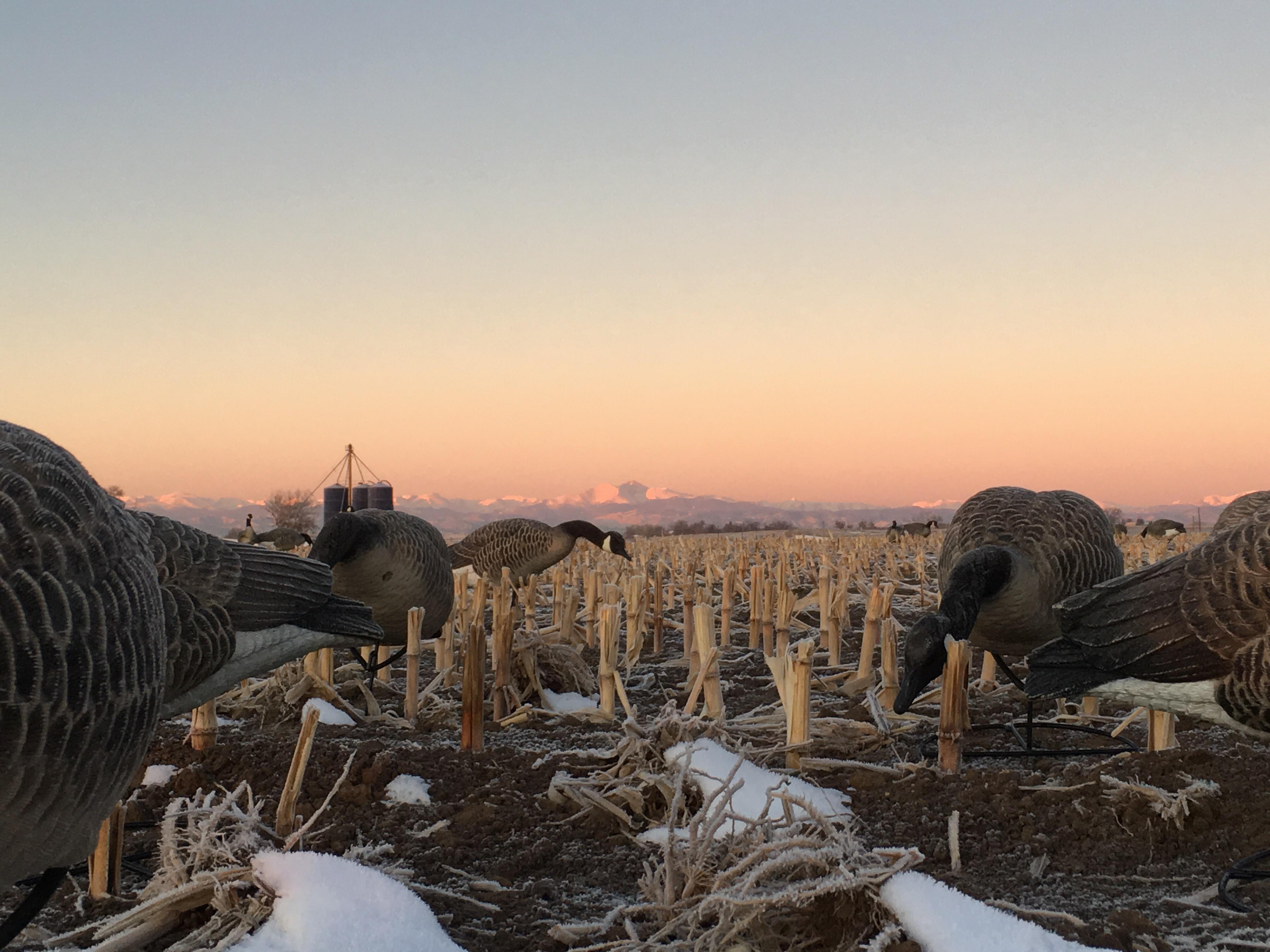View from the goose pit on Colorado goose opener. Didn’t hit our limit