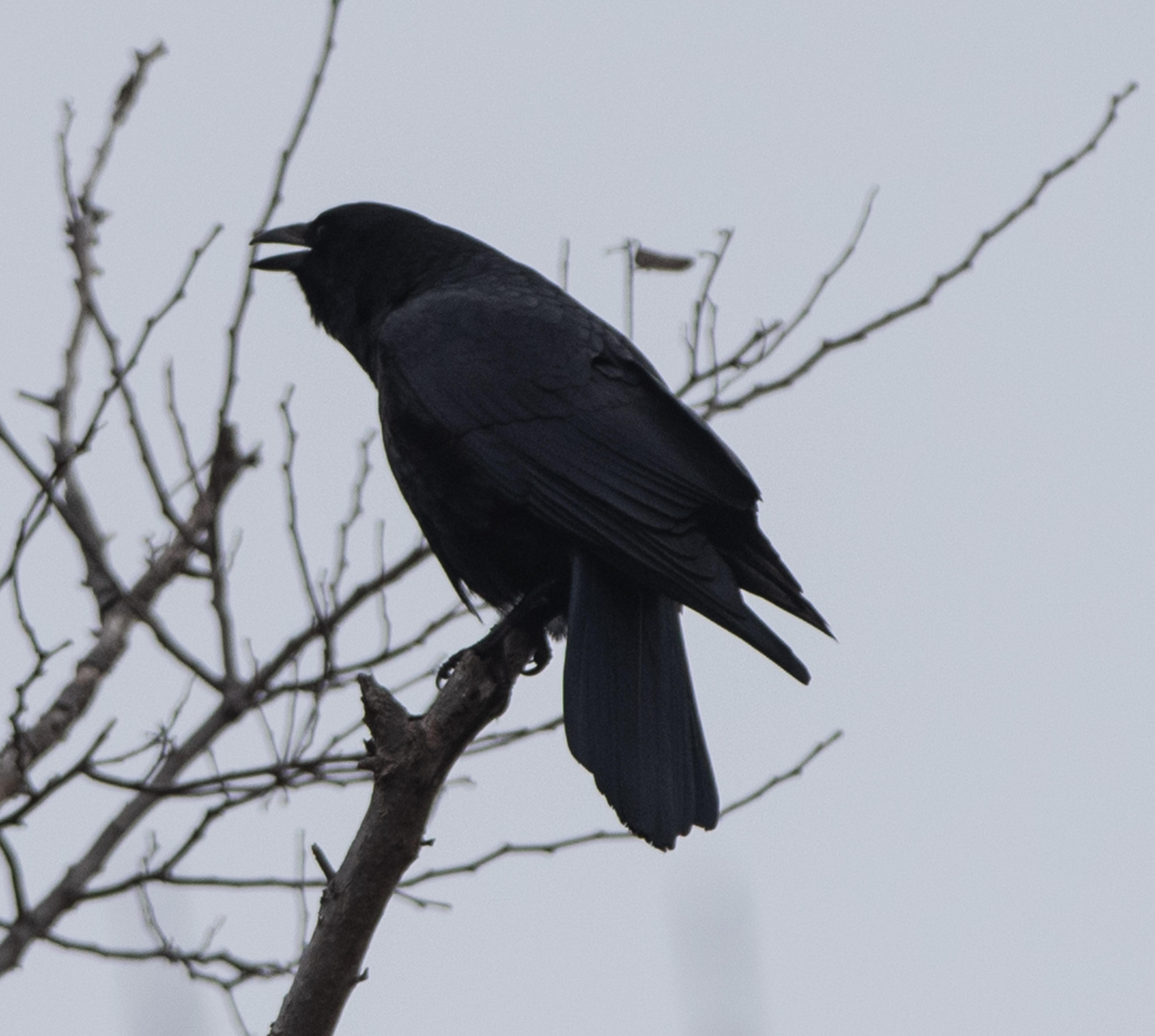Raven or crow? Massachusetts USA r/whatsthisbird