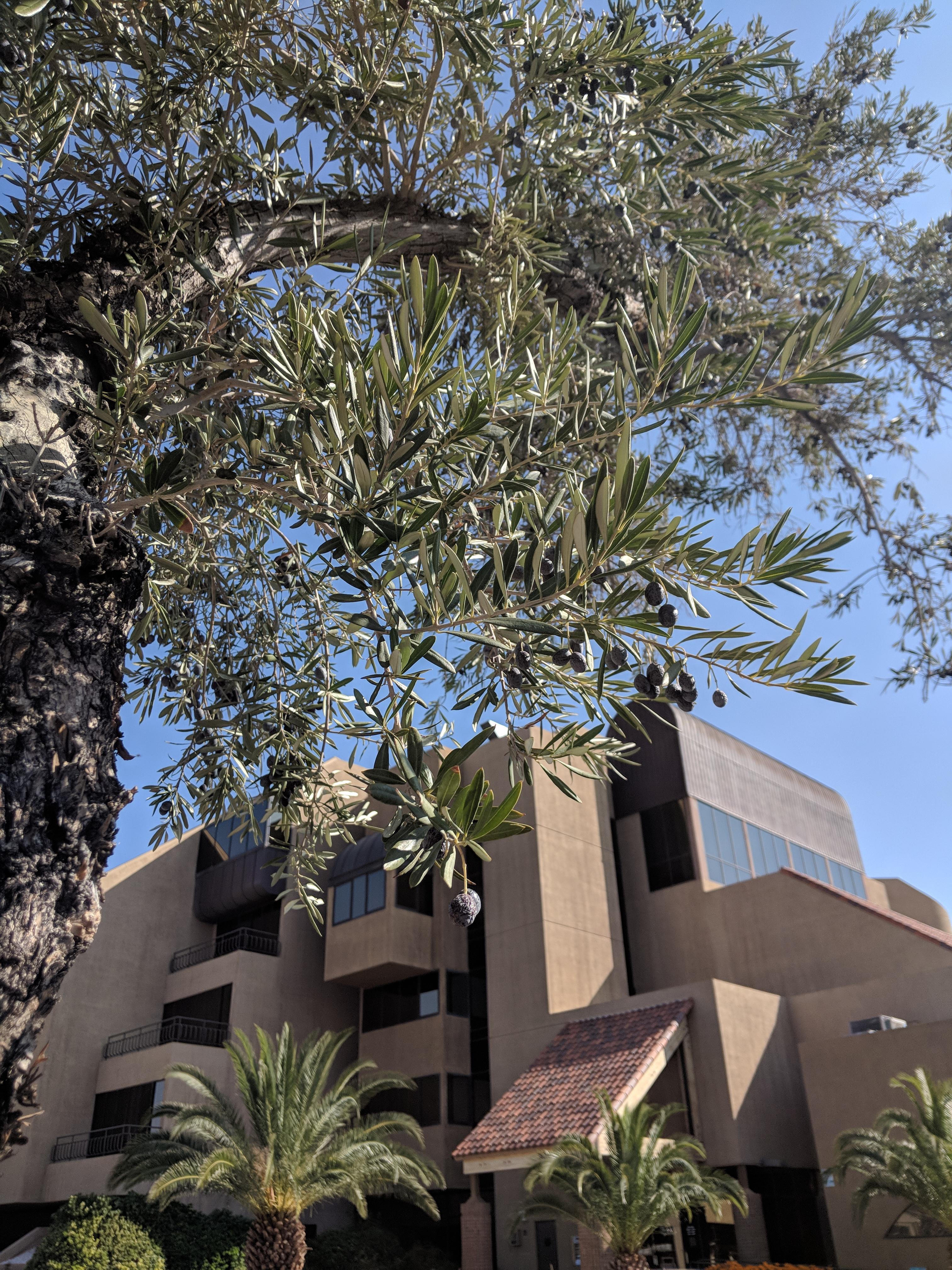 Las Vegas is full of unpicked, ripe Olive trees! r/foraging