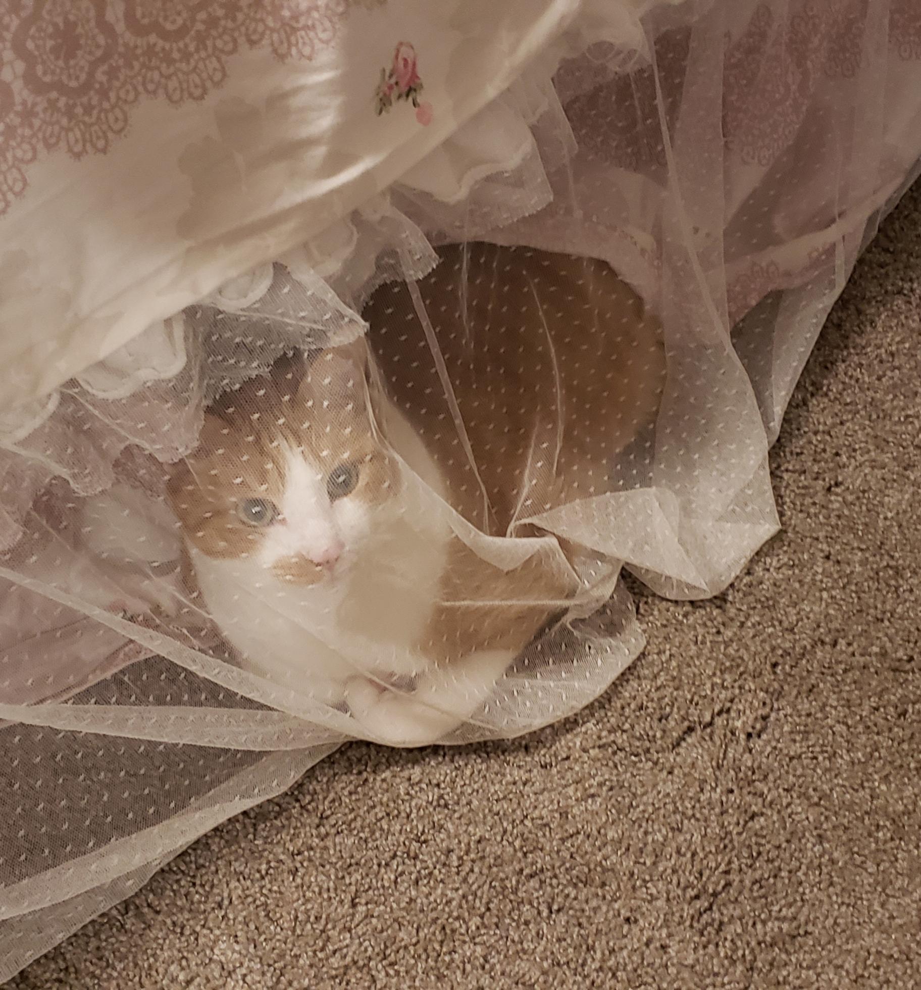 When it's too hot to be tucked in to a real blanket... r/tuckedinkitties