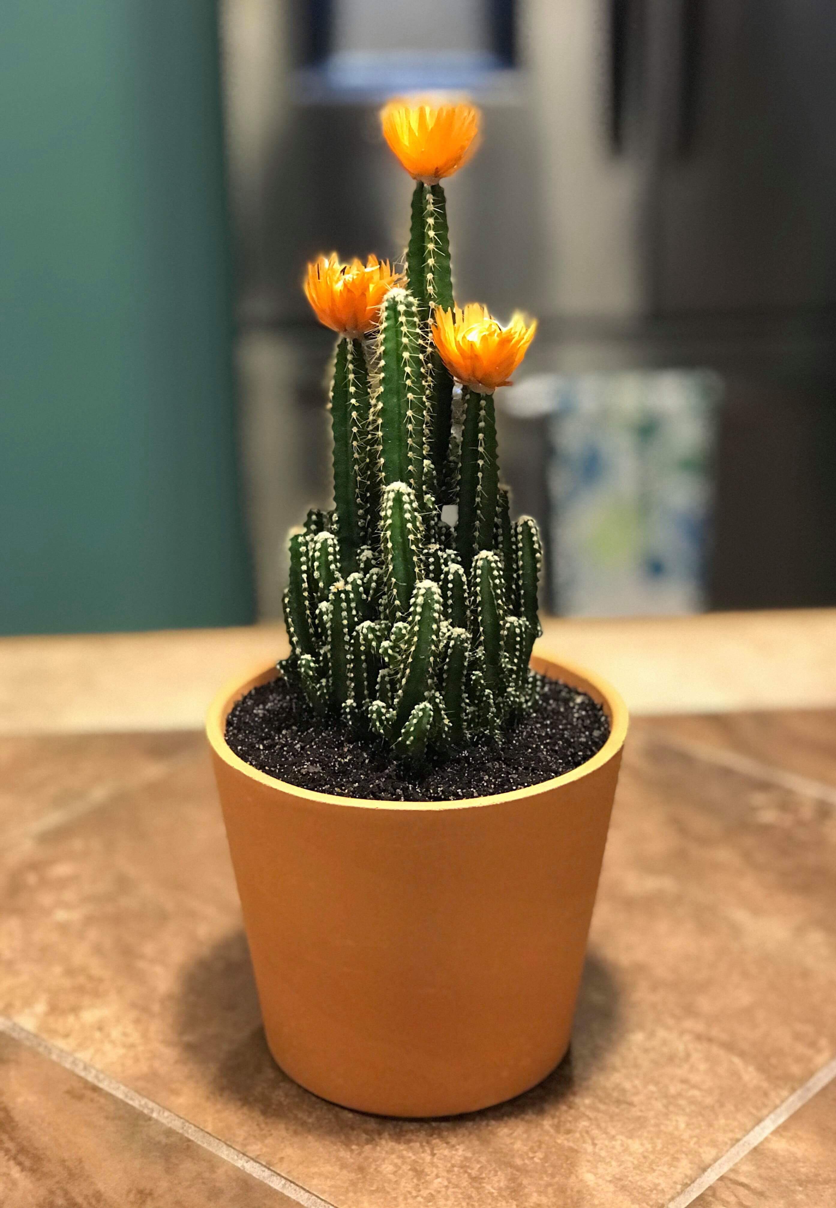 A friend sent me this picture of her fairy castle cactus. It’s so cute
