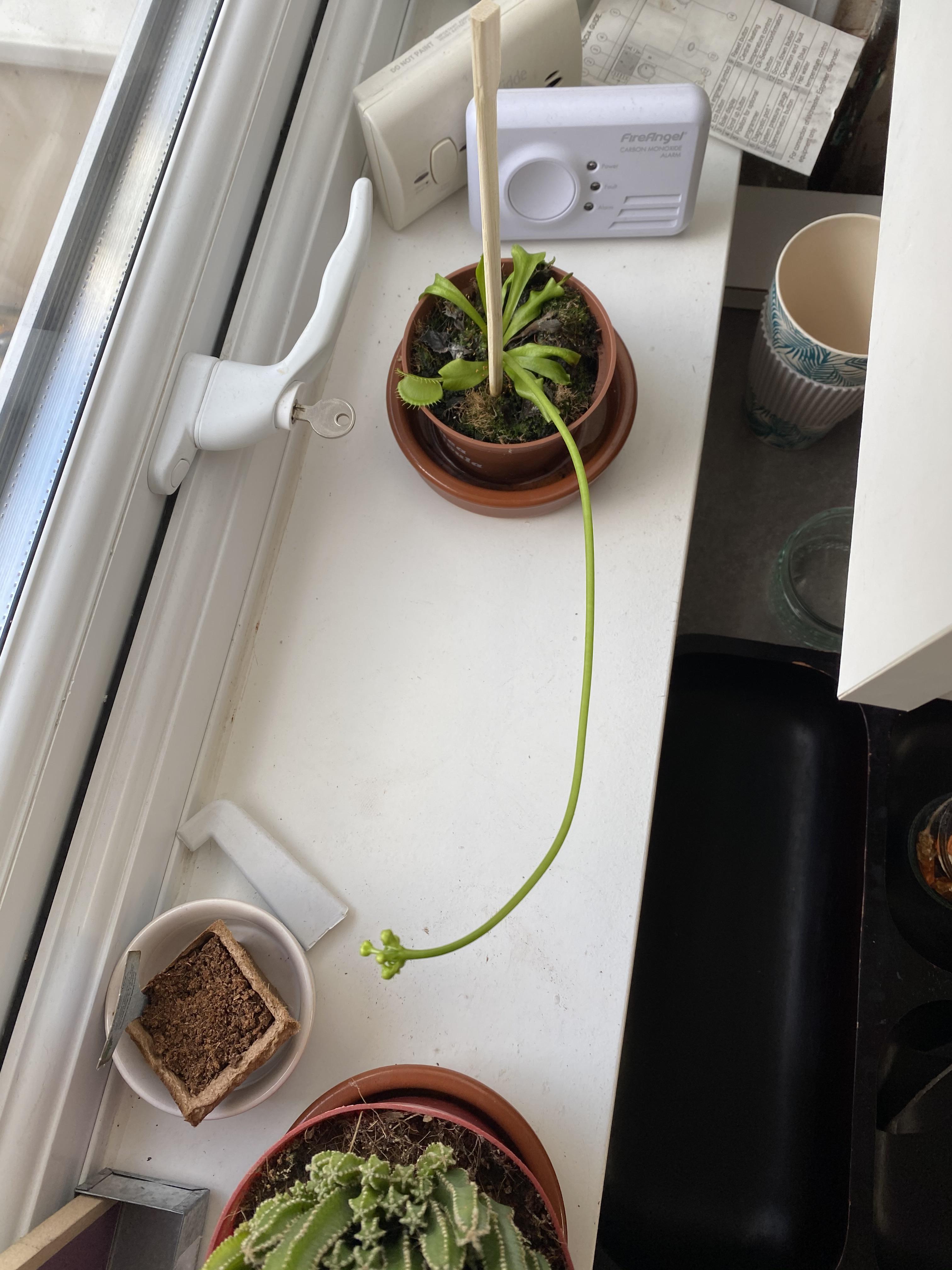 My Venus Fly Trap has come back to life after dying back almost