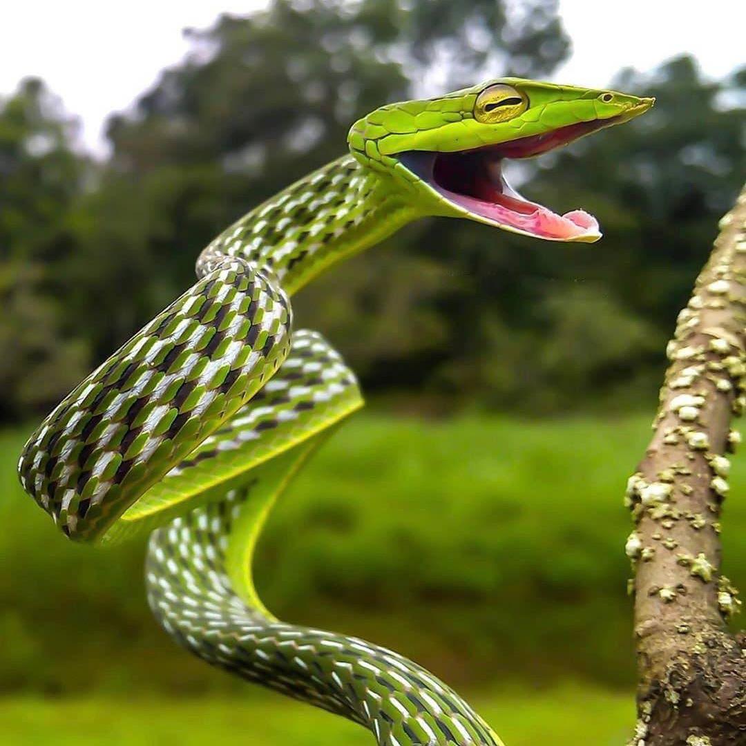 🔥 the green vine snake r/NatureIsFuckingLit
