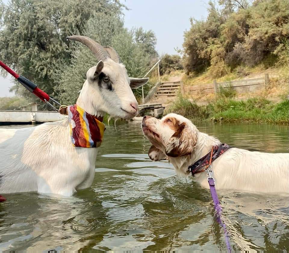 Timothy Skrinkle The rare water goat r/goats