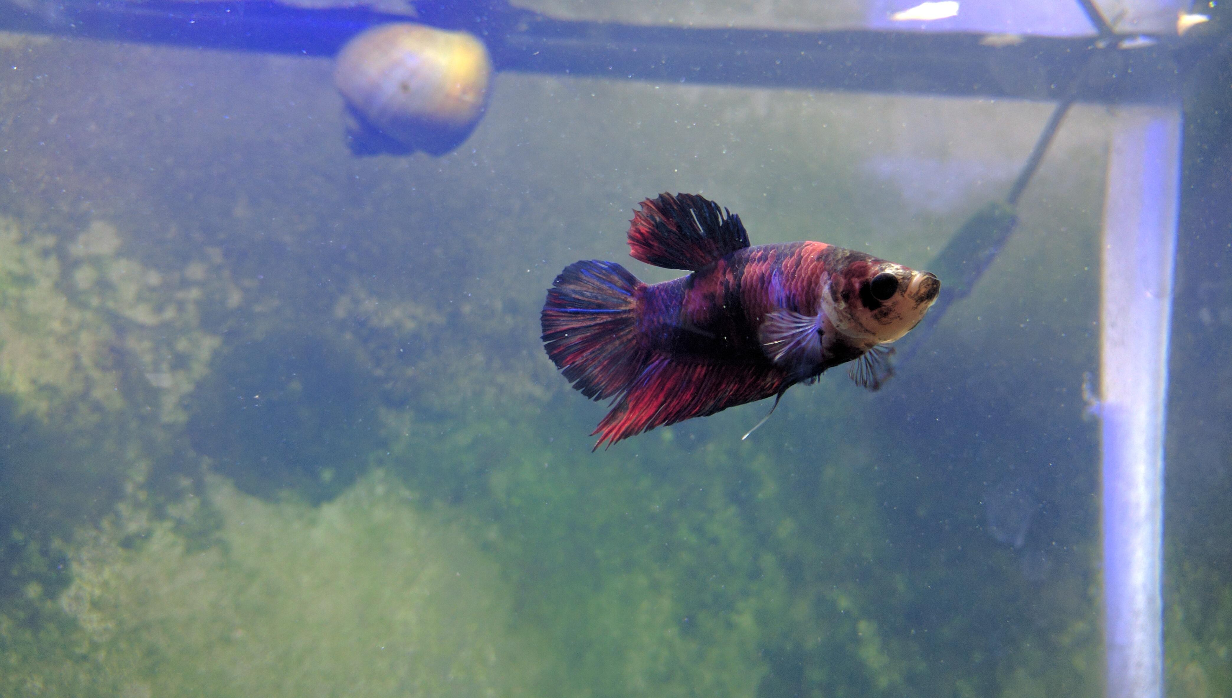 Petco Koi Betta transformation r/Aquariums