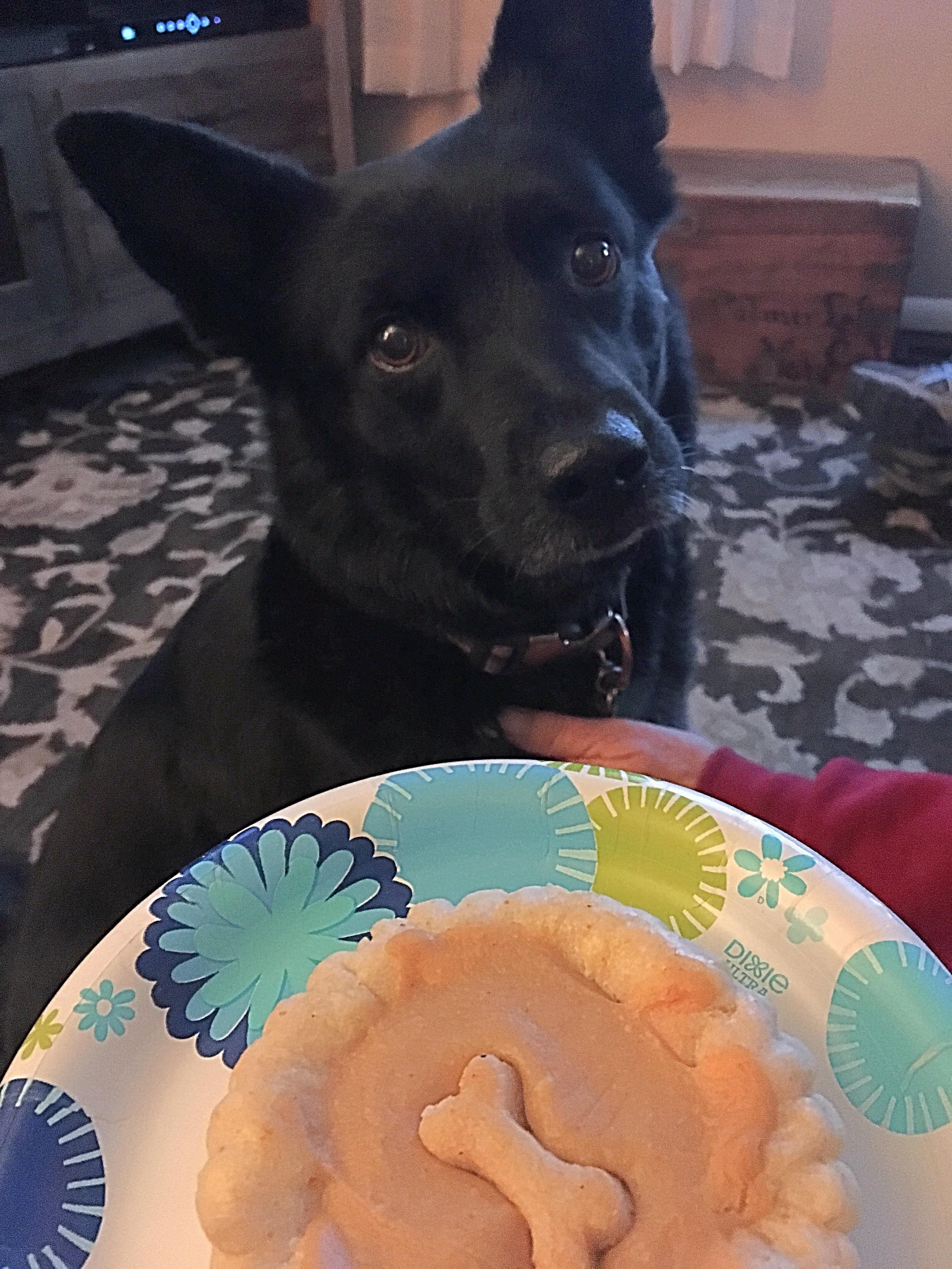 My heeler mix turned 8 over the weekend. Duchess loved the peanut