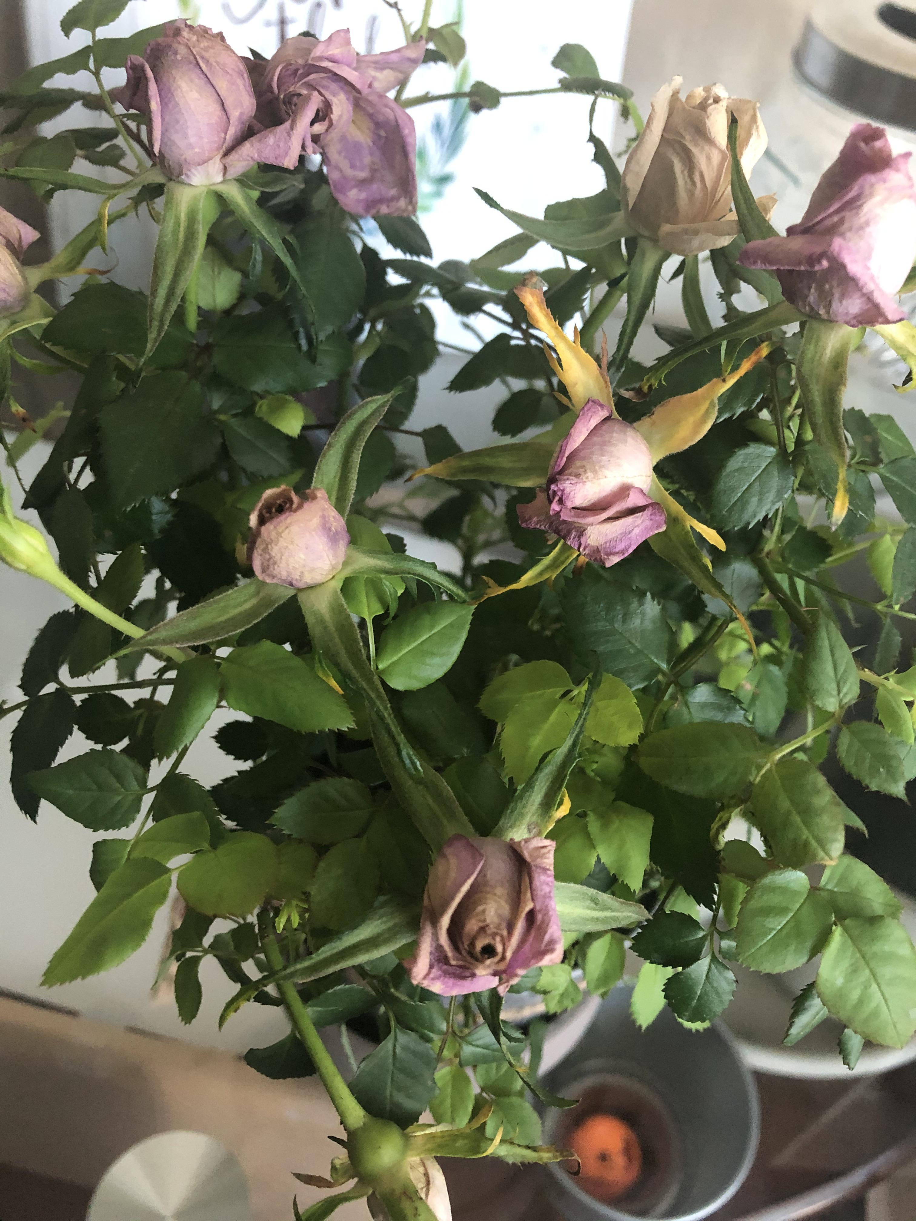 What do my roses need? Do they need plant food? r/plant