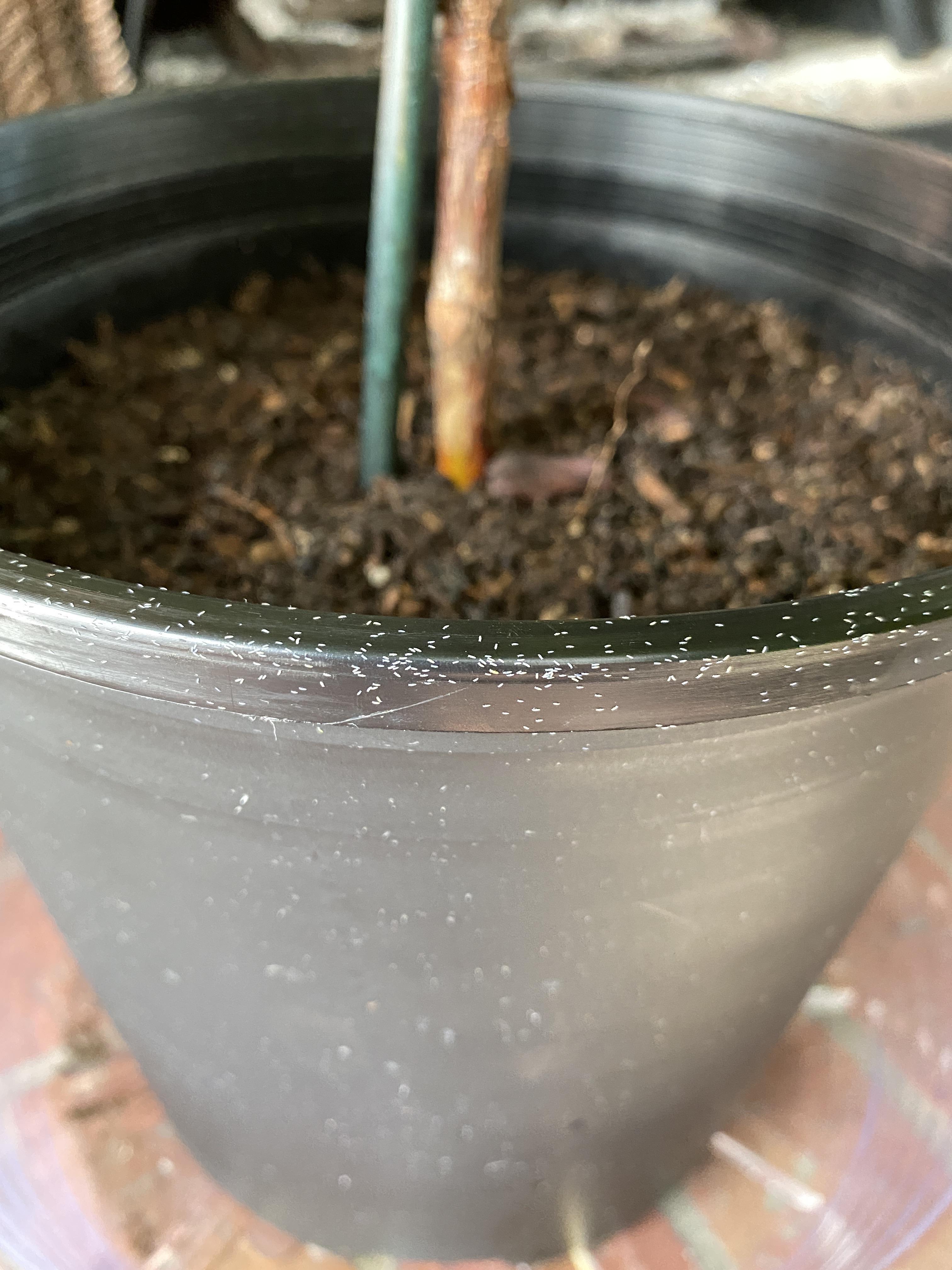 Thousands of tiny white bugs. Appeared on rim of pot after