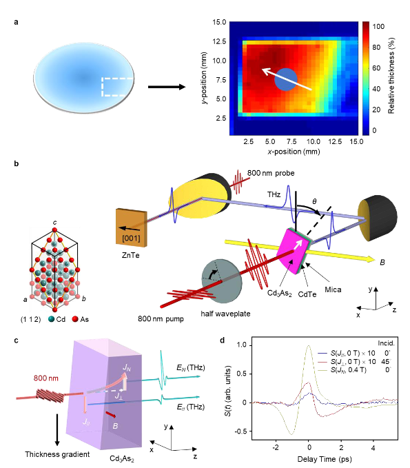 Ultrafast photothermoelectric effect in Dirac semimetallic Cd3As2