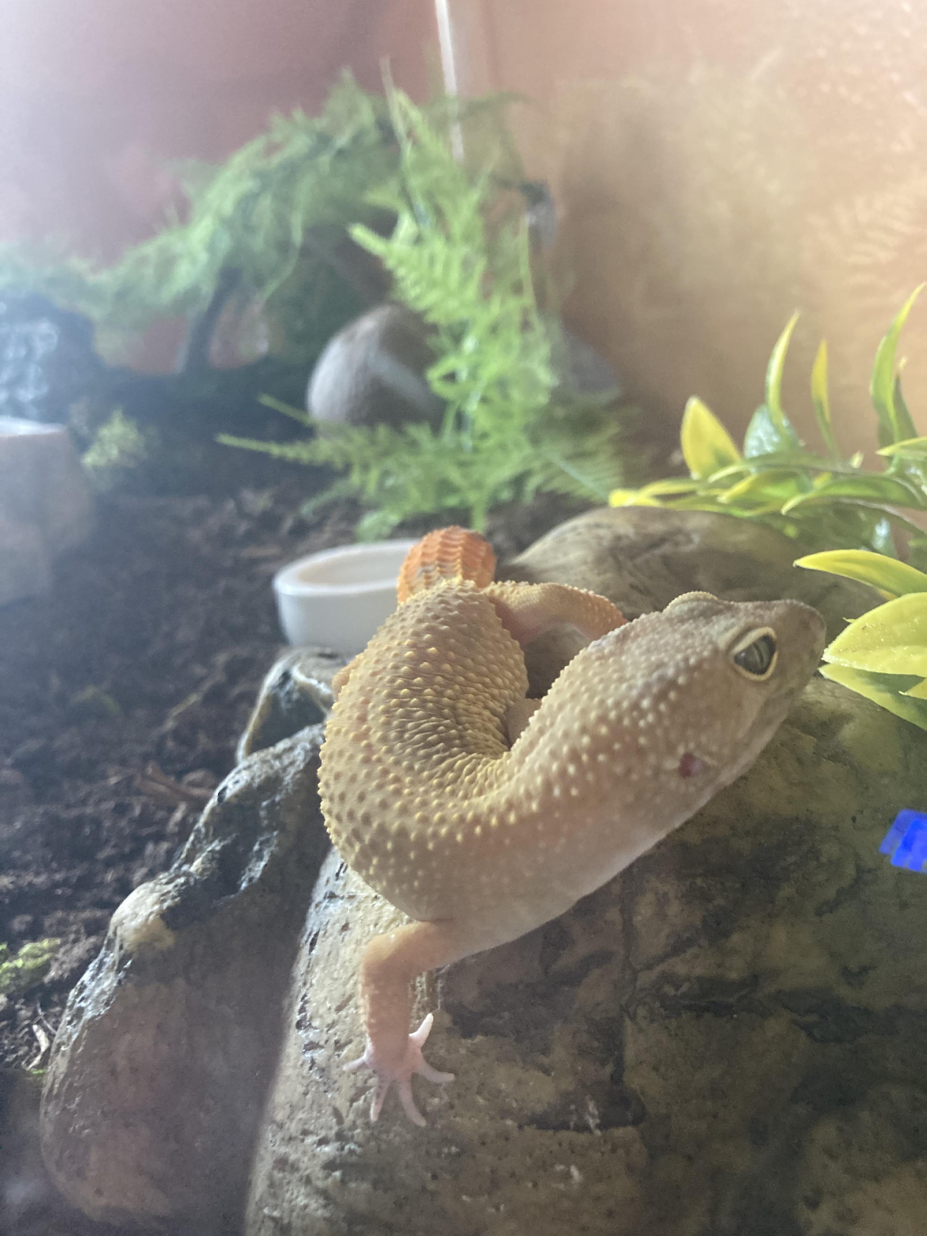 This is my new leopard gecko, Sunbeam, she is not completely used to me