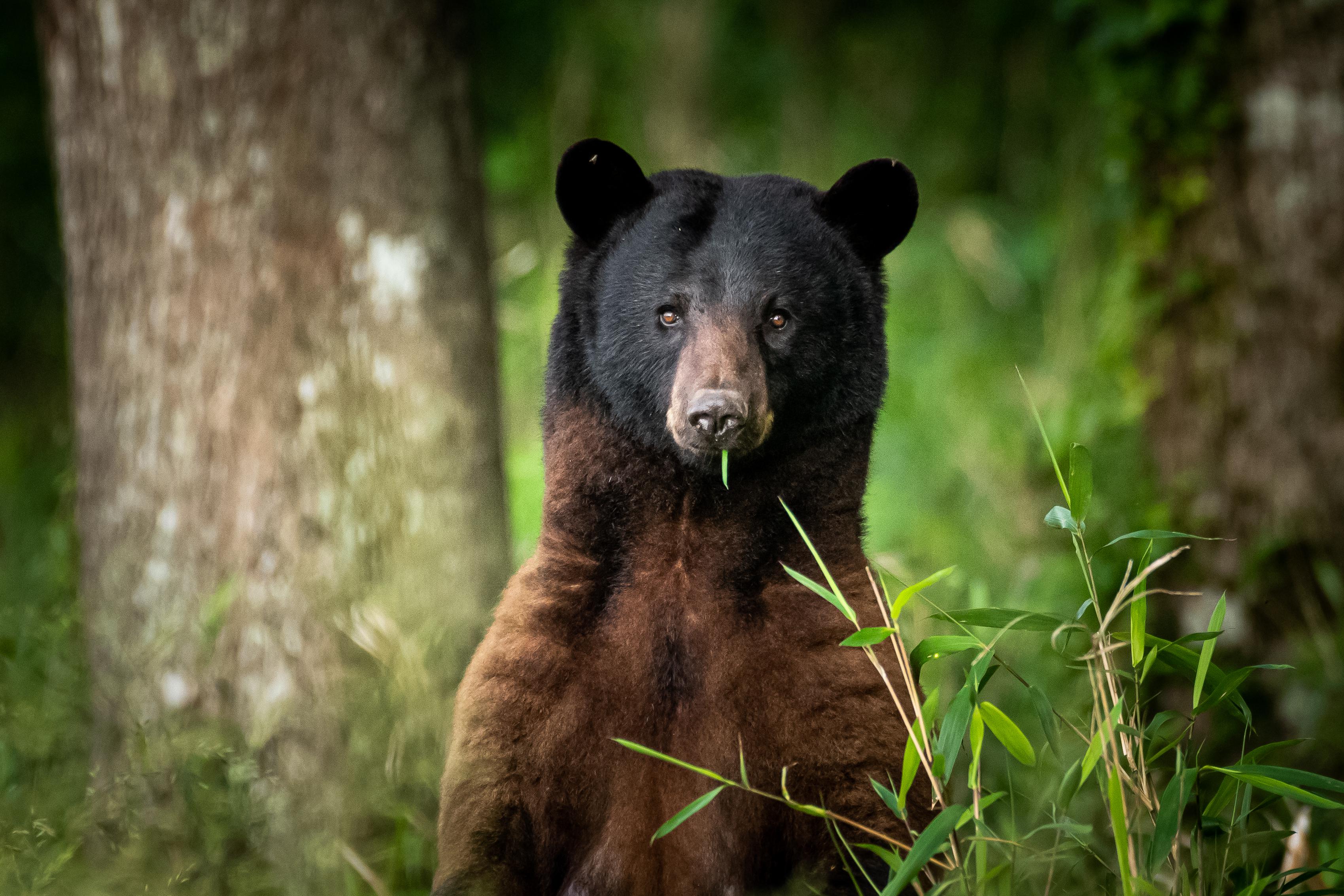 Black Bear sow eastern North Carolina r/bears