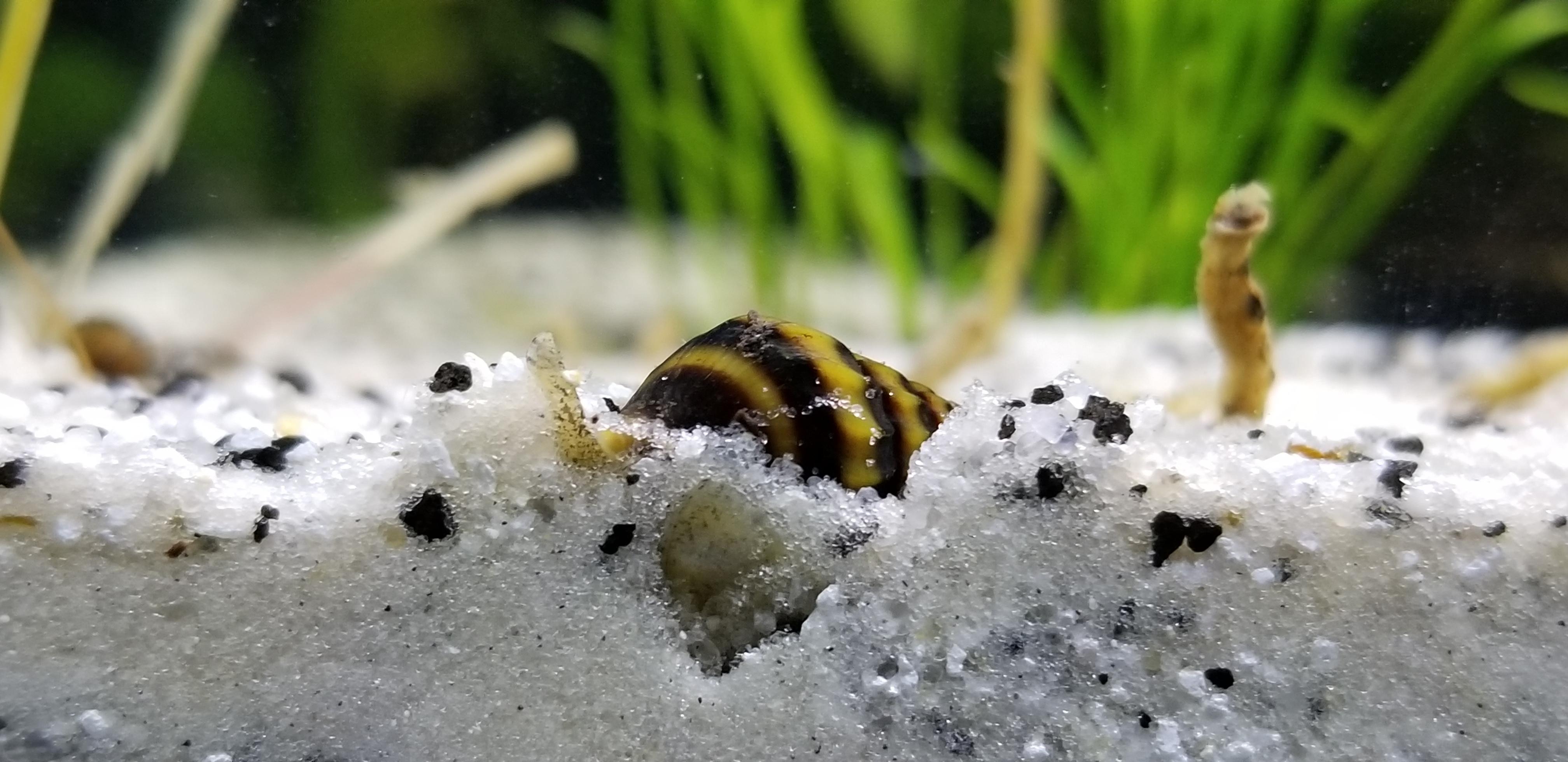 Assassin snail buried right against the glass r/Aquariums