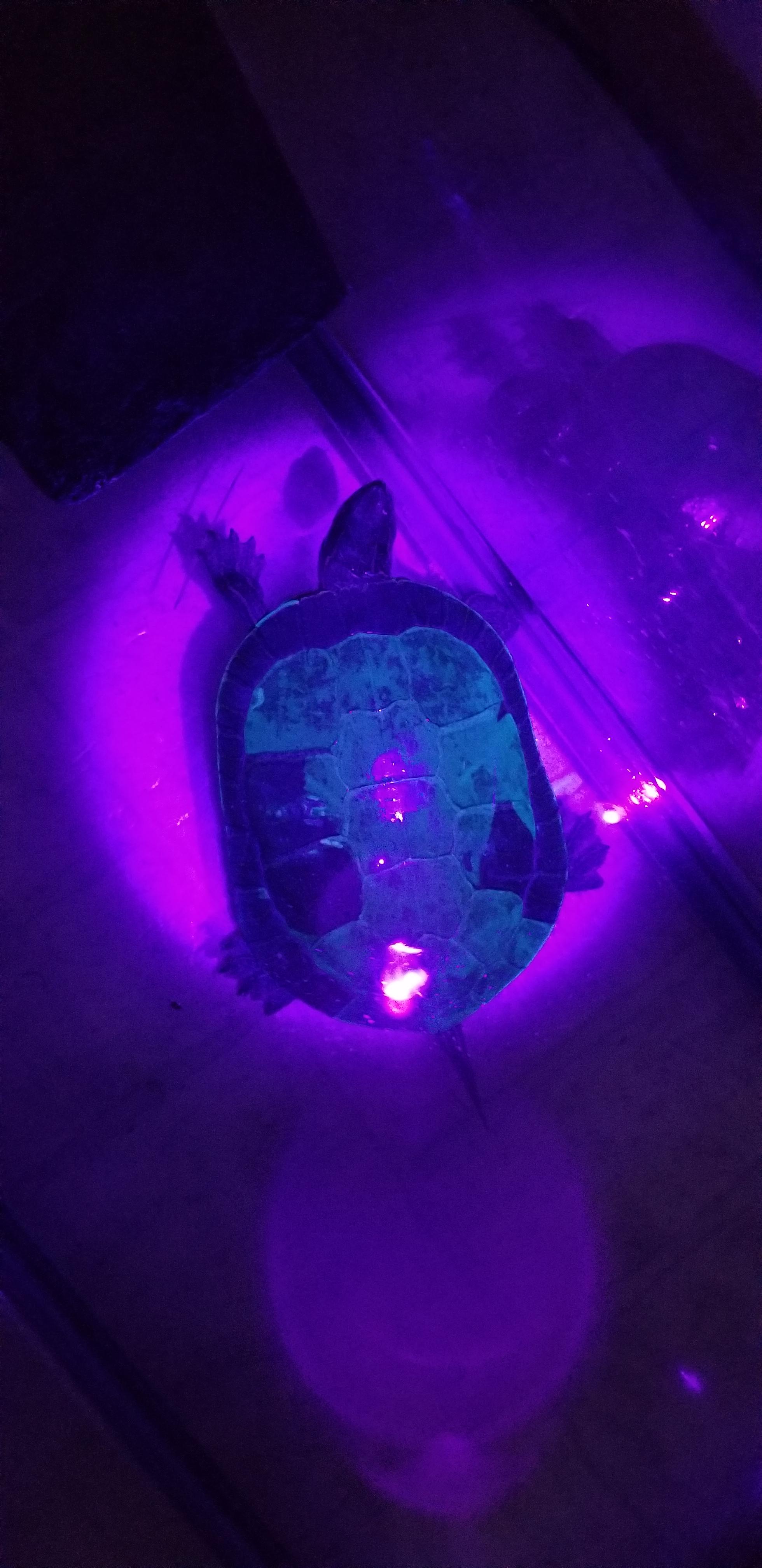 UV light shows old and new shell r/turtles