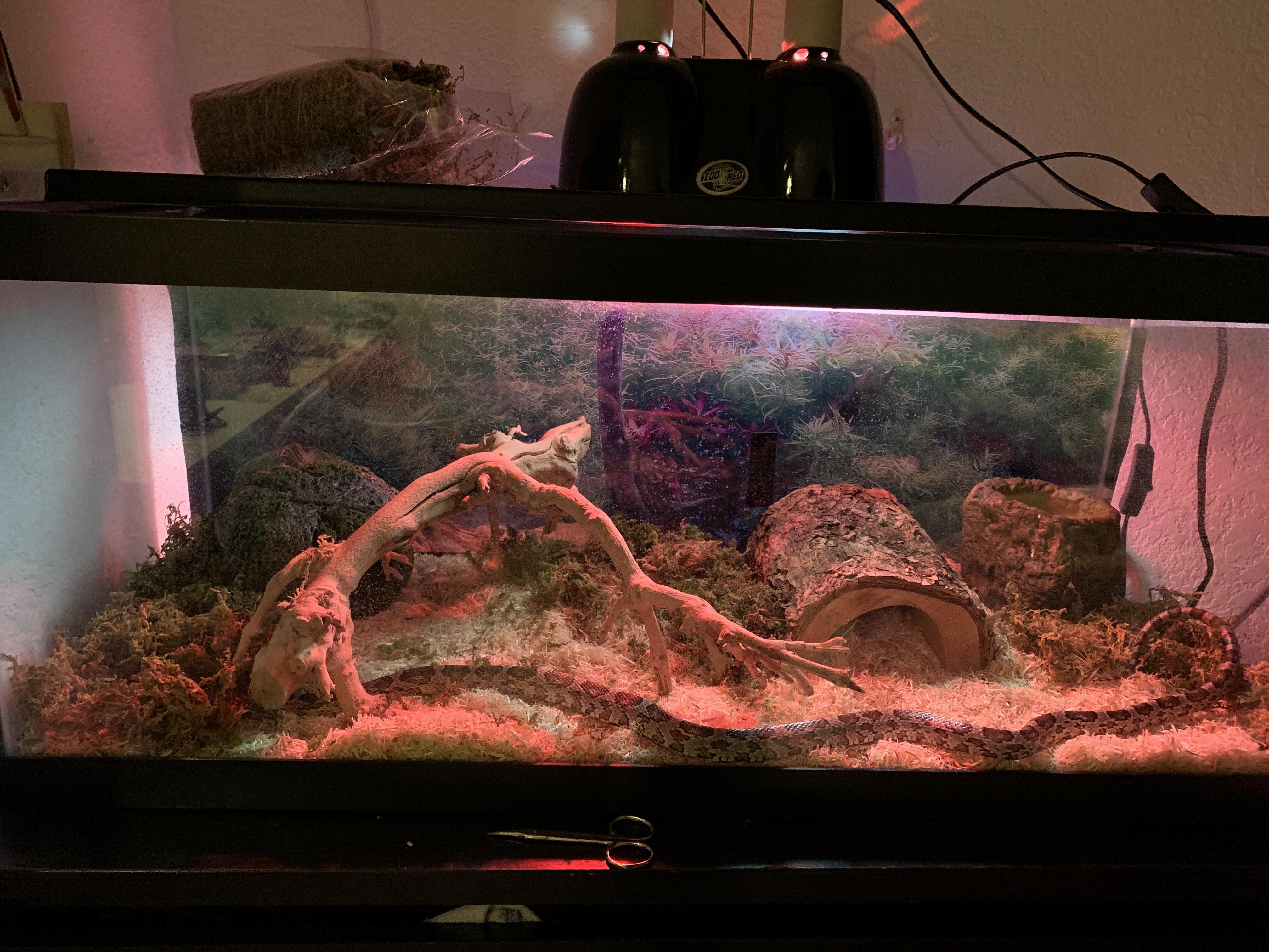 Current corn snake tank setup! Is there anything else I should add? r