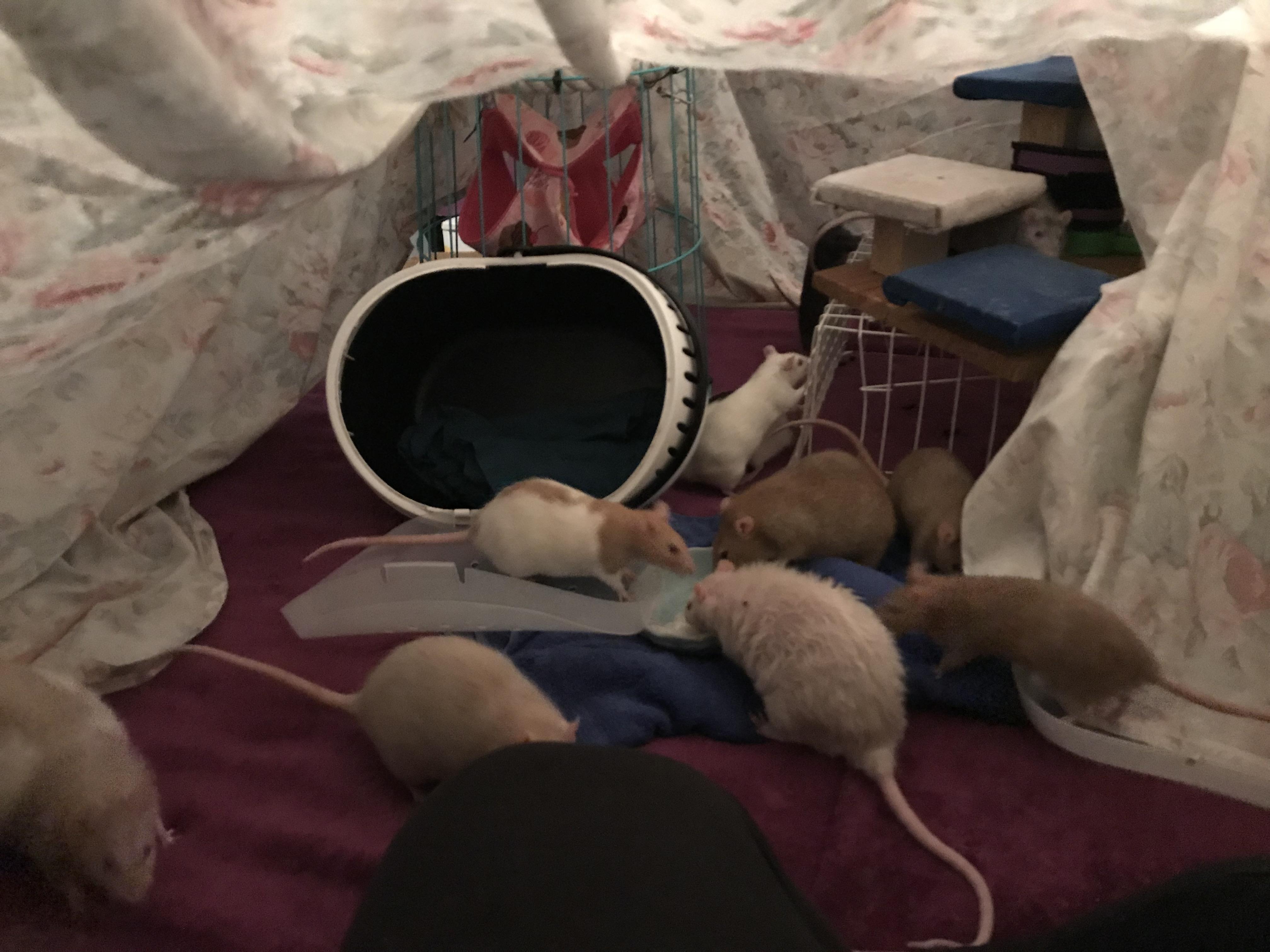 My rats interact with me more during playtime if I get under a sheet