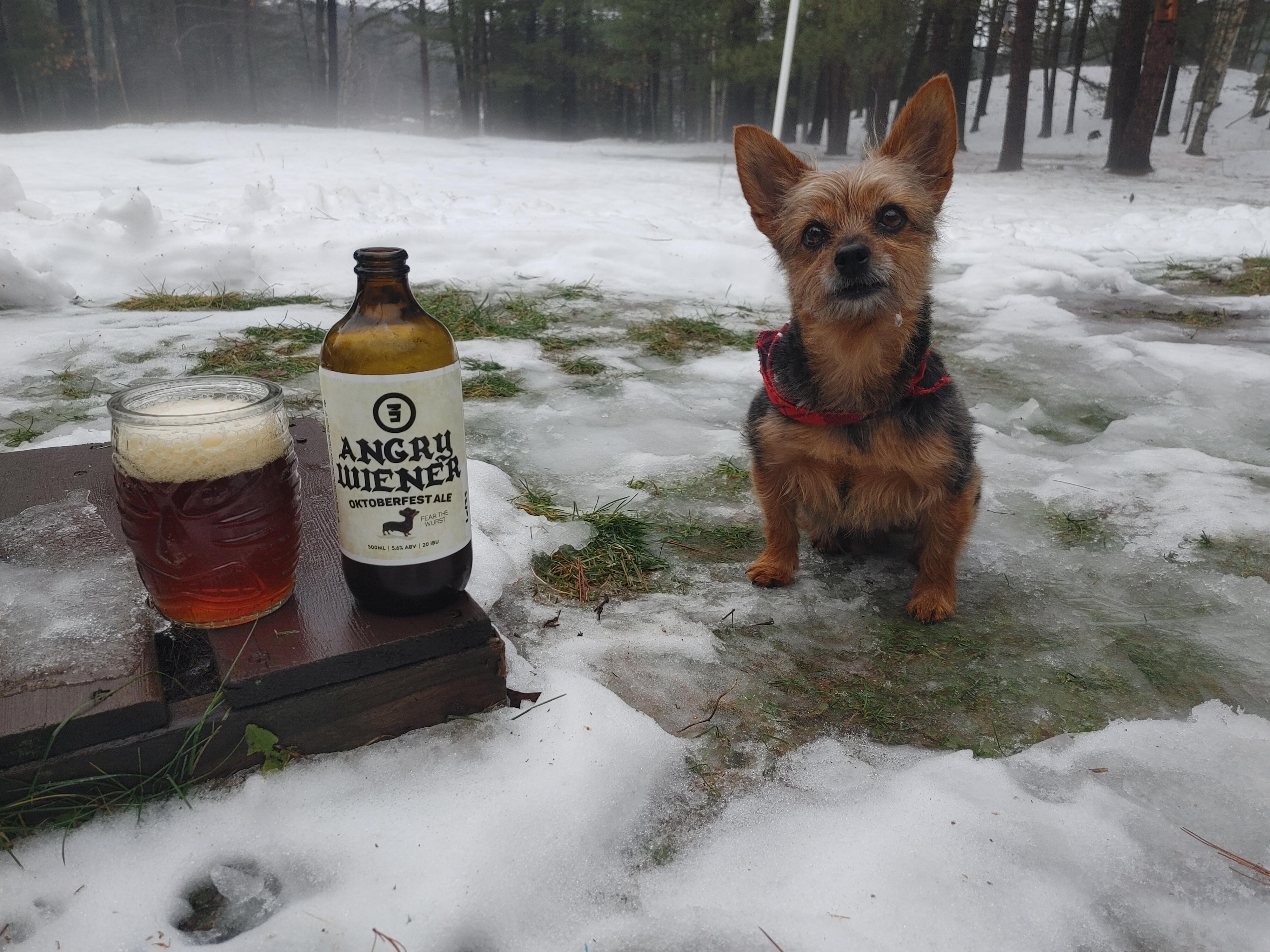 Drinking Angry Winer Oktoberfest ale with my (half) Wiener Dog r/alcohol