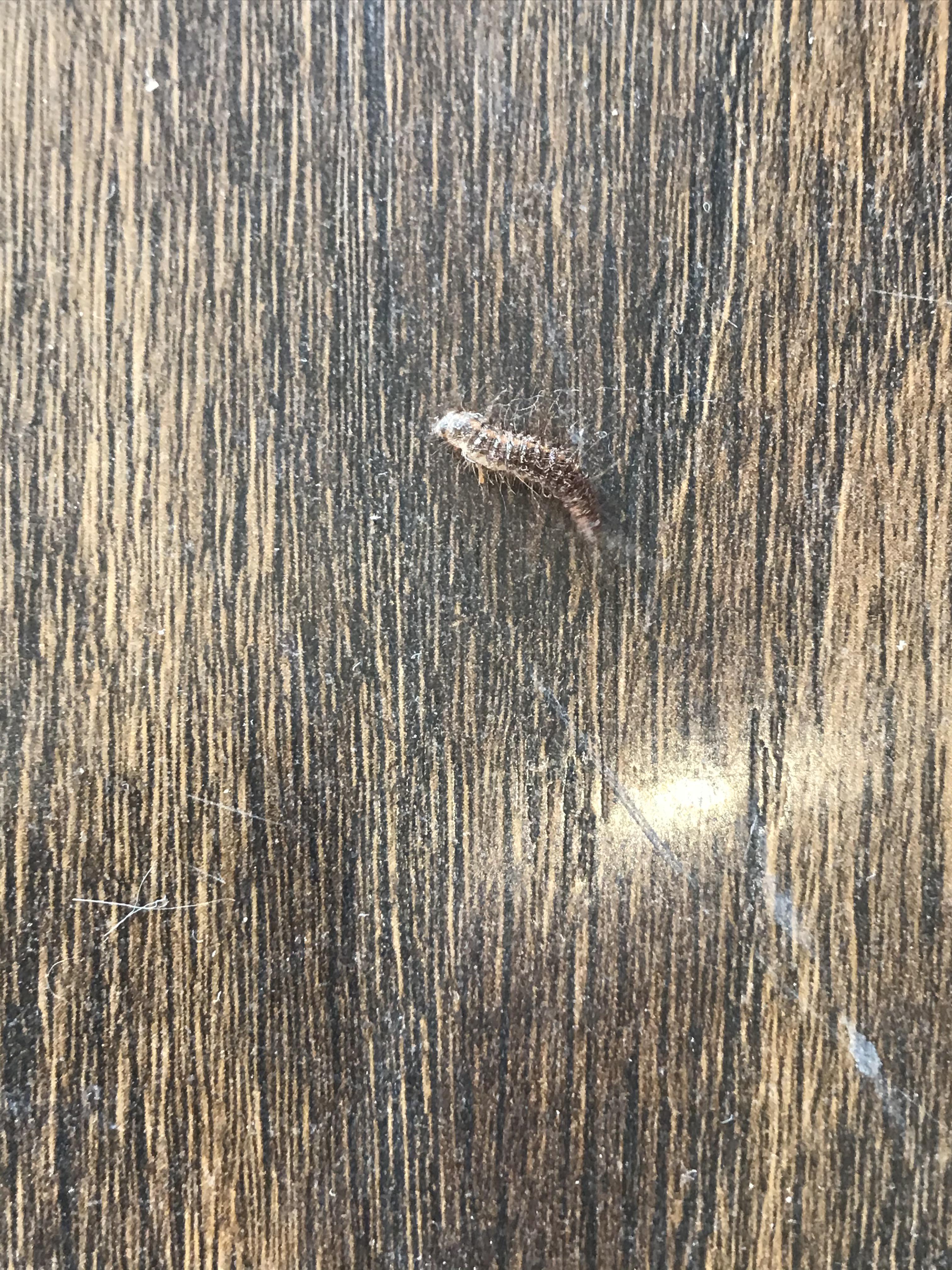 I found this... larvae? We’ve been having cockroach problems recently... is this a cockroach