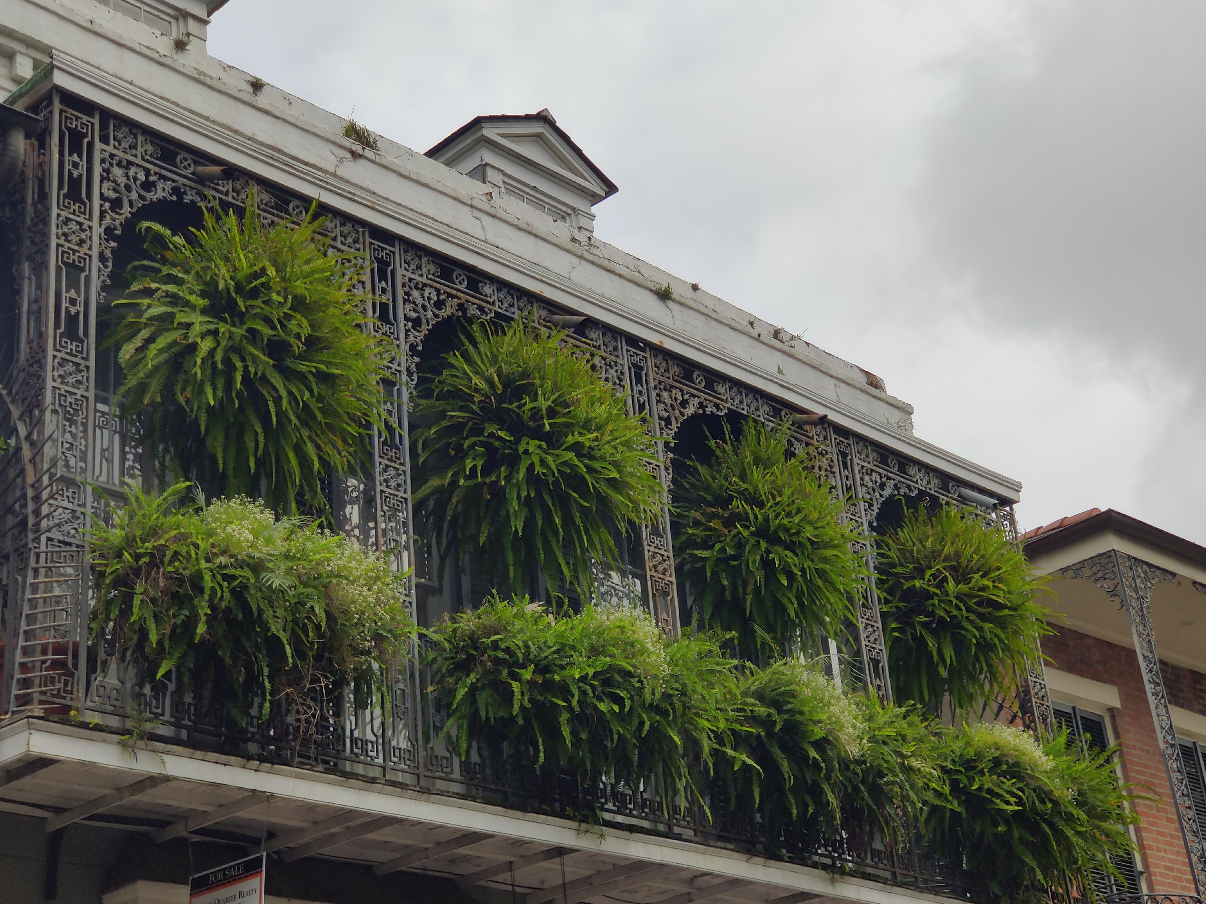Which one of y'all got this apartment in the French Quarter? r/houseplants