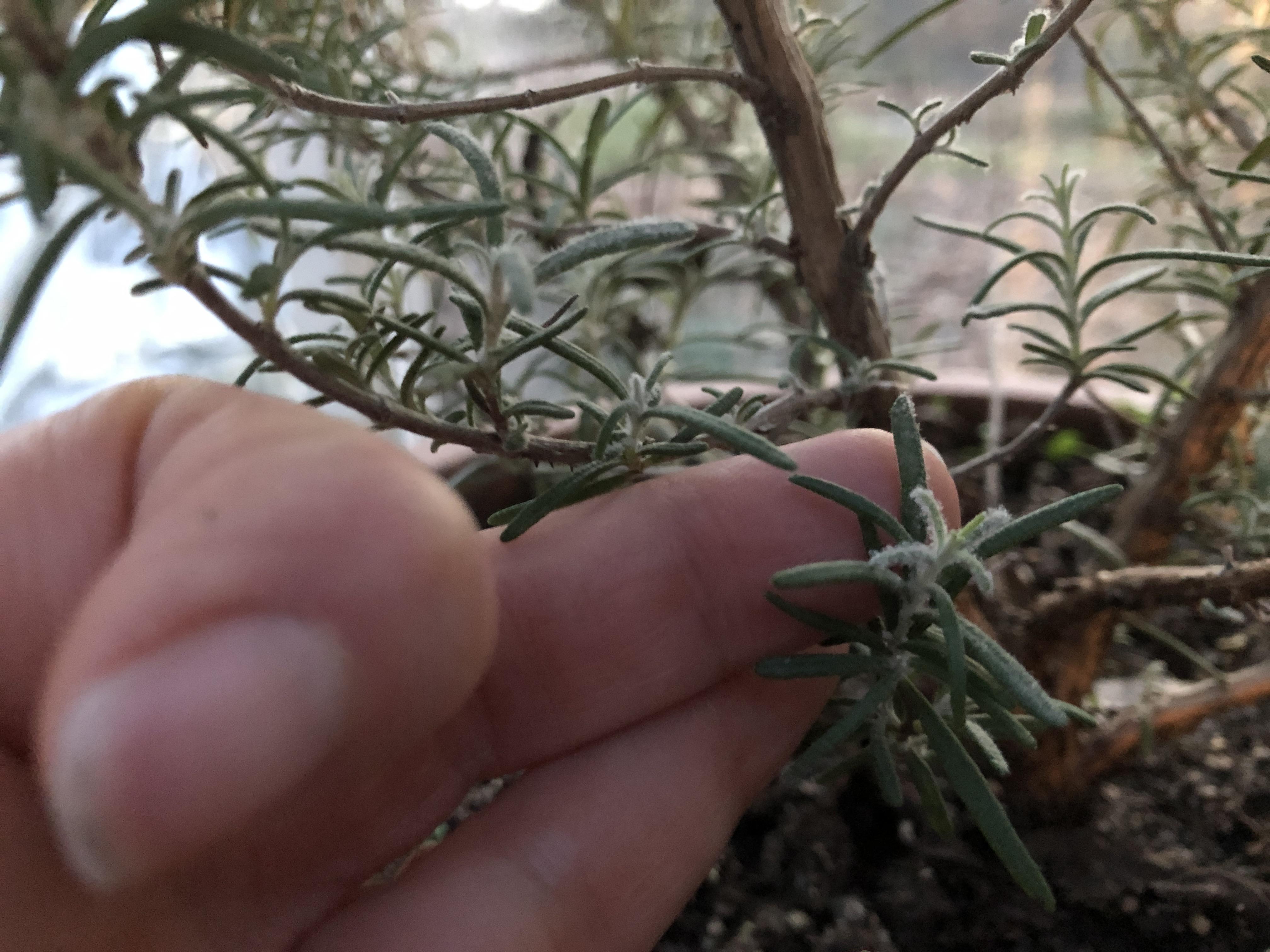 Is this powdery mildew on my rosemary bush? I read it’s common when
