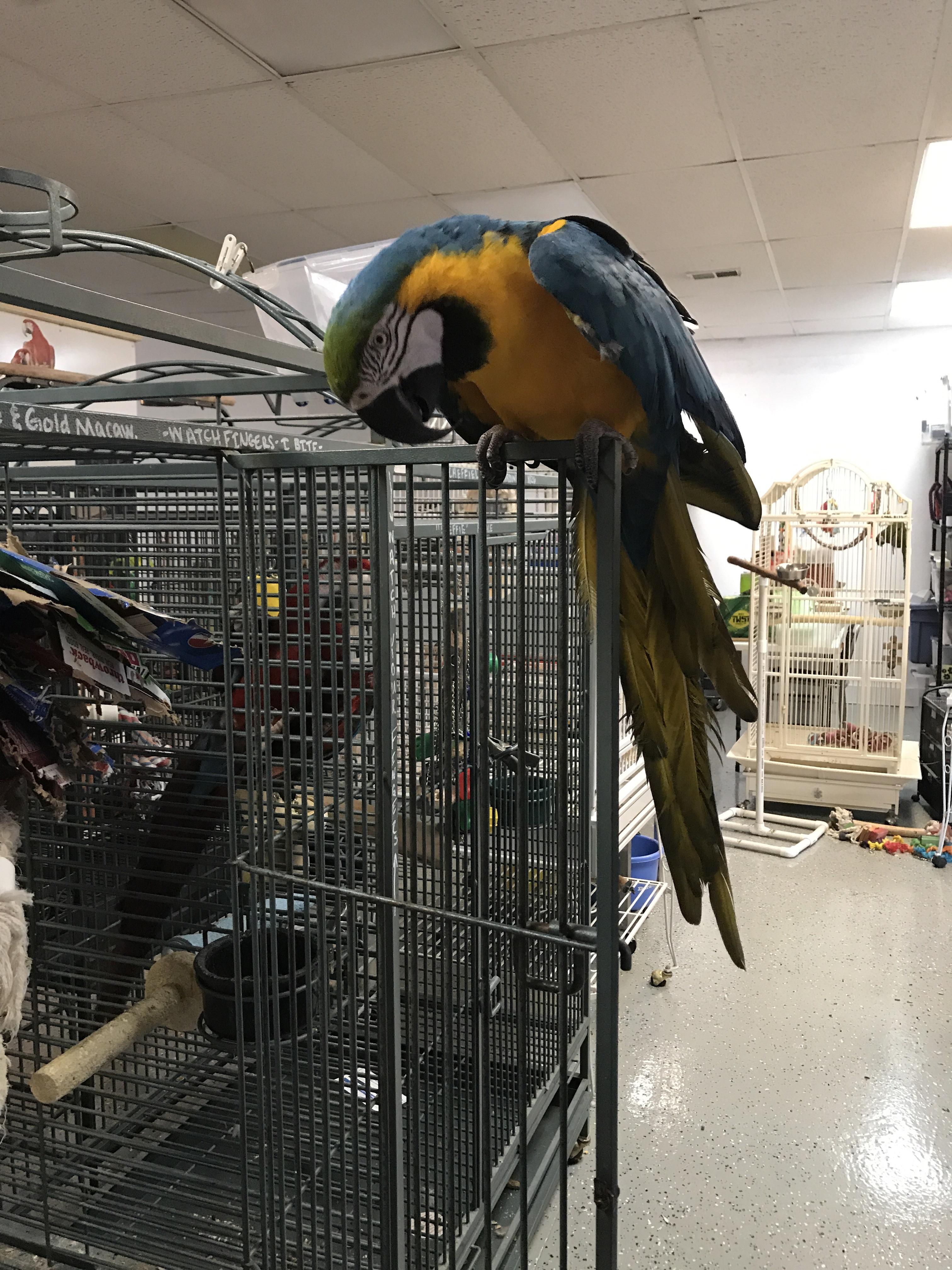 The most intimidating bird at the rescue escaped while I was