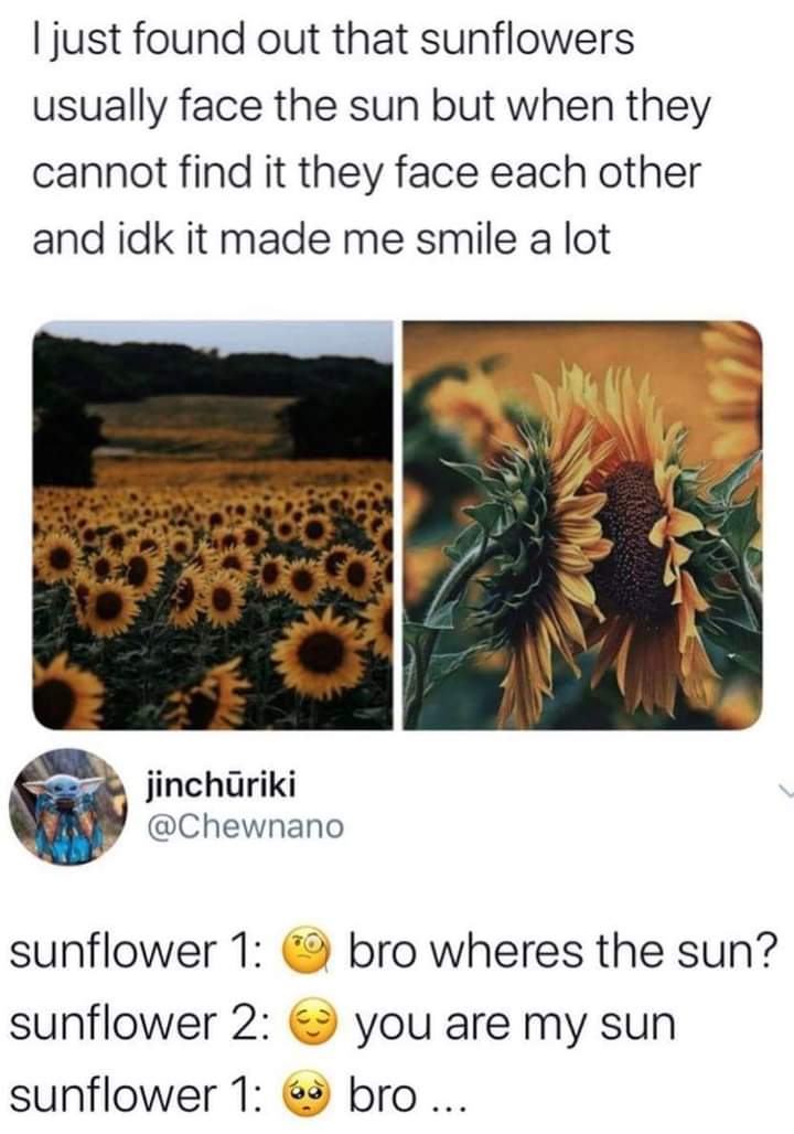 Sunflowers face each other when they can't find the sun... 🌞 r