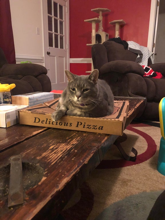Fat cat on a large pizza. It’s his house, we just live in it. CatsOnPizza