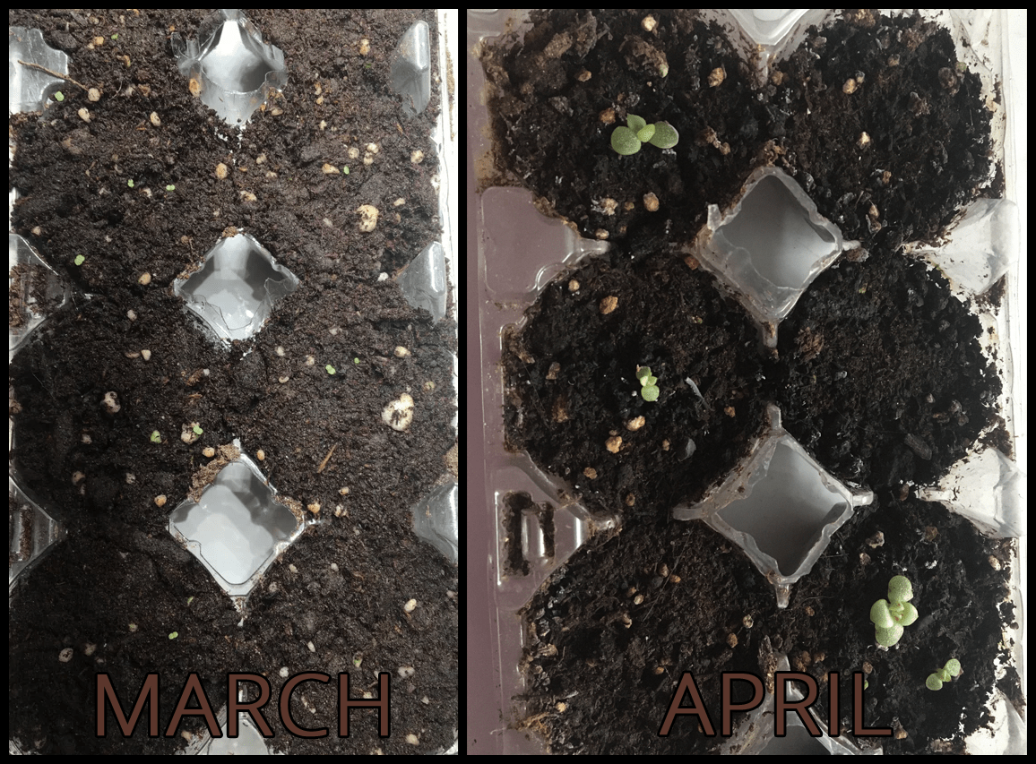 Growing Succulents From Seed Continued One Month Update r/succulents