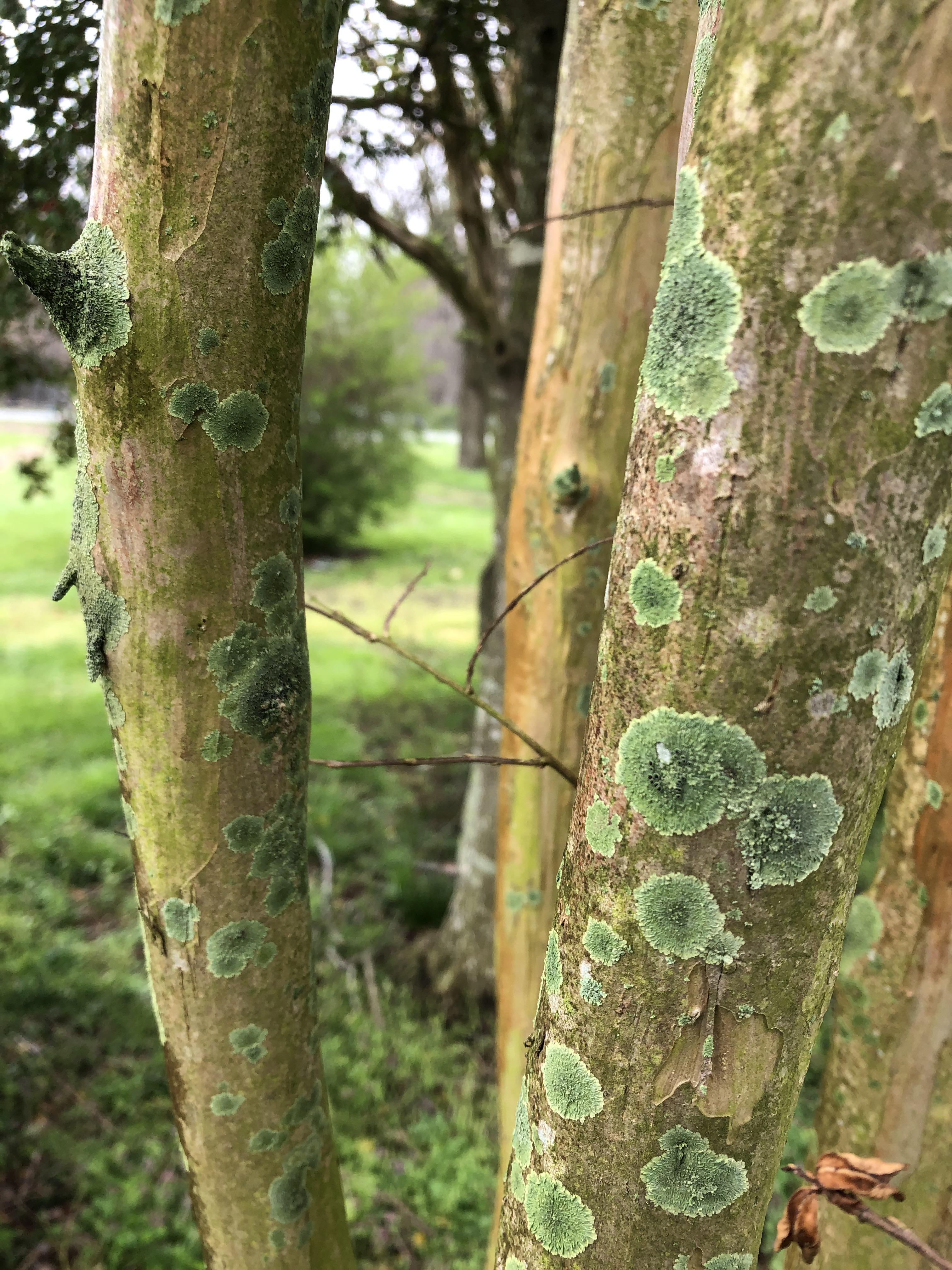 What is growing on my tree? Maryland, USA r/mycology