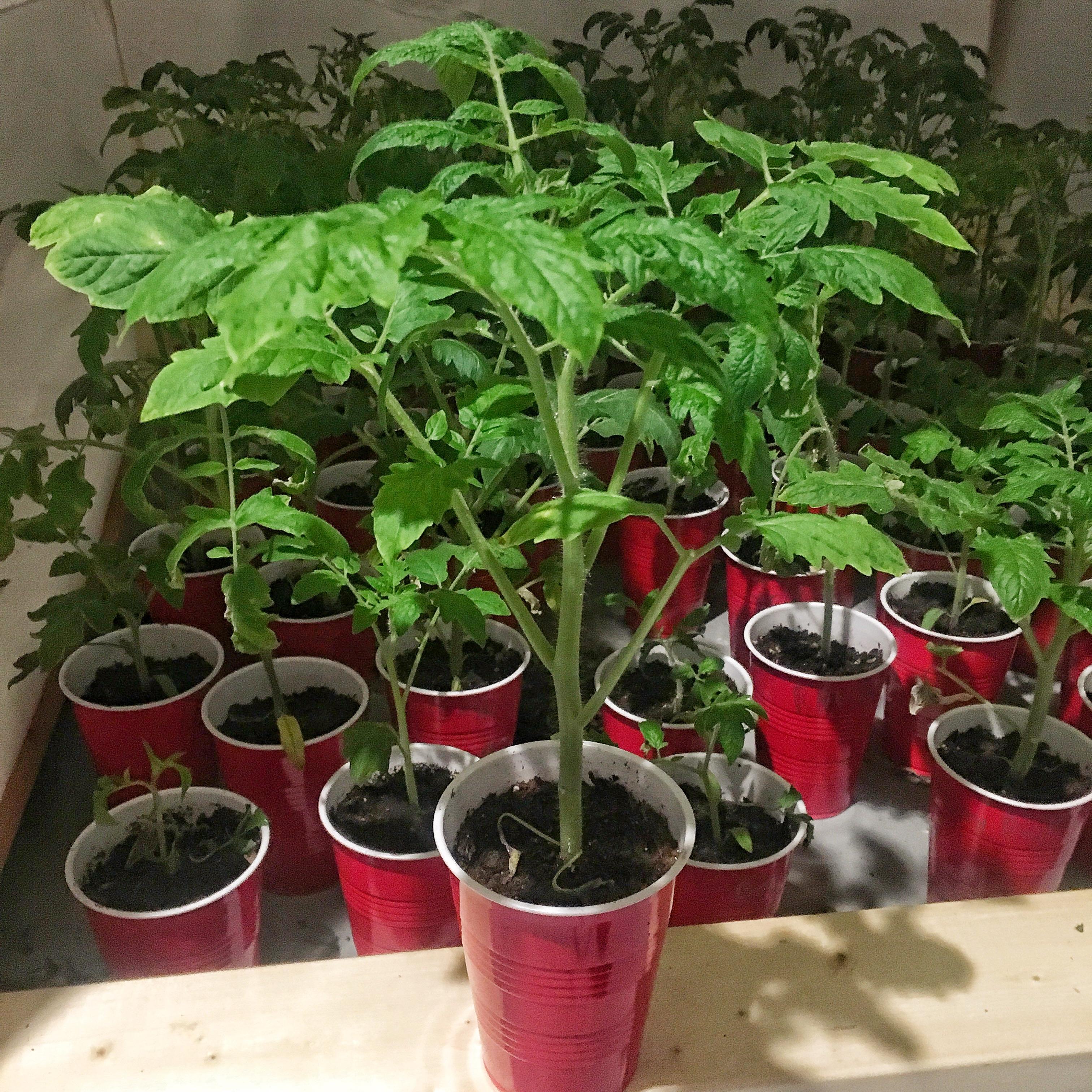Just over 6 weeks old r/tomatoes