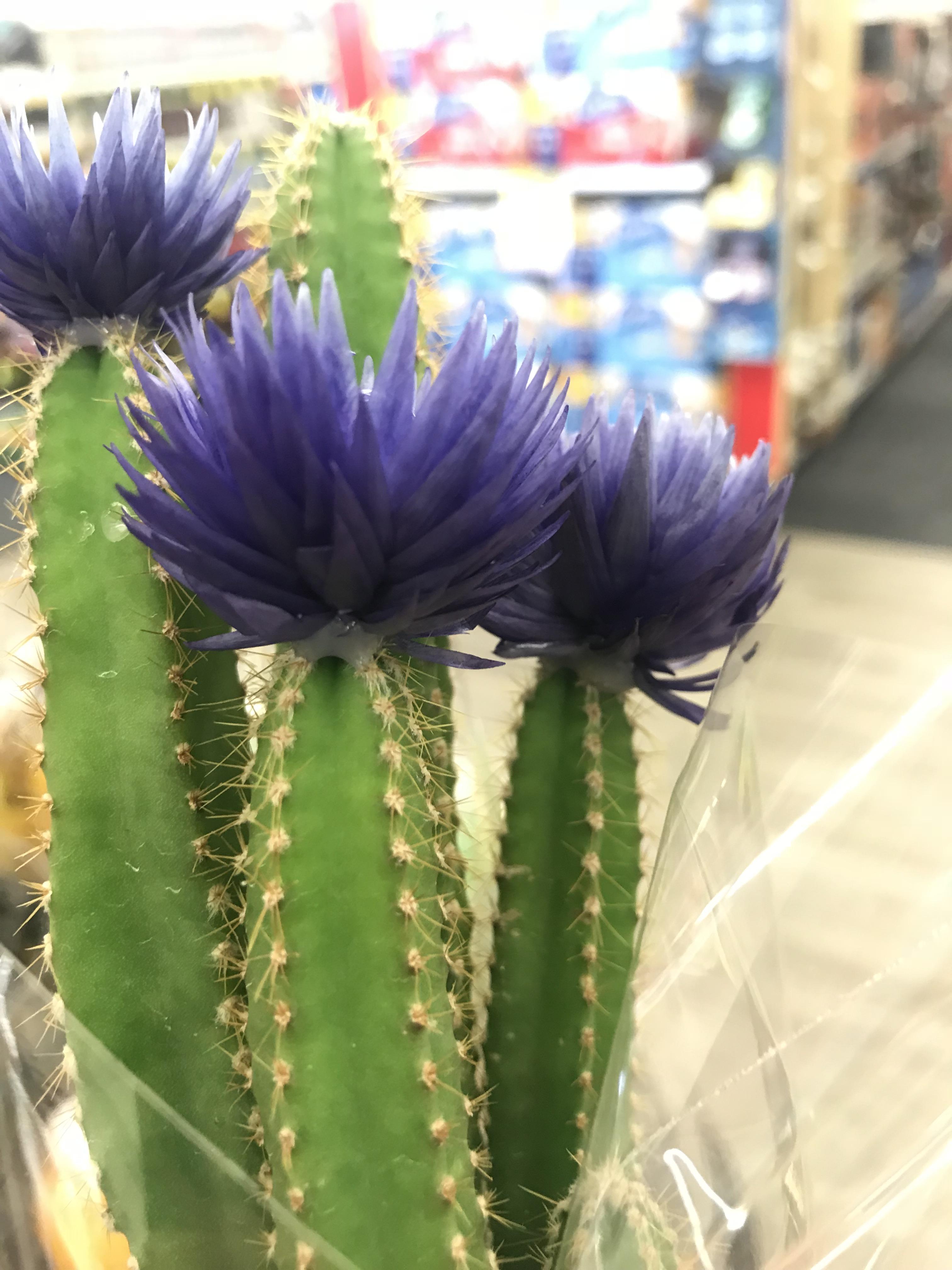 I was intrigued by these cacti from afar... they GLUED the flowers on! r/succulents
