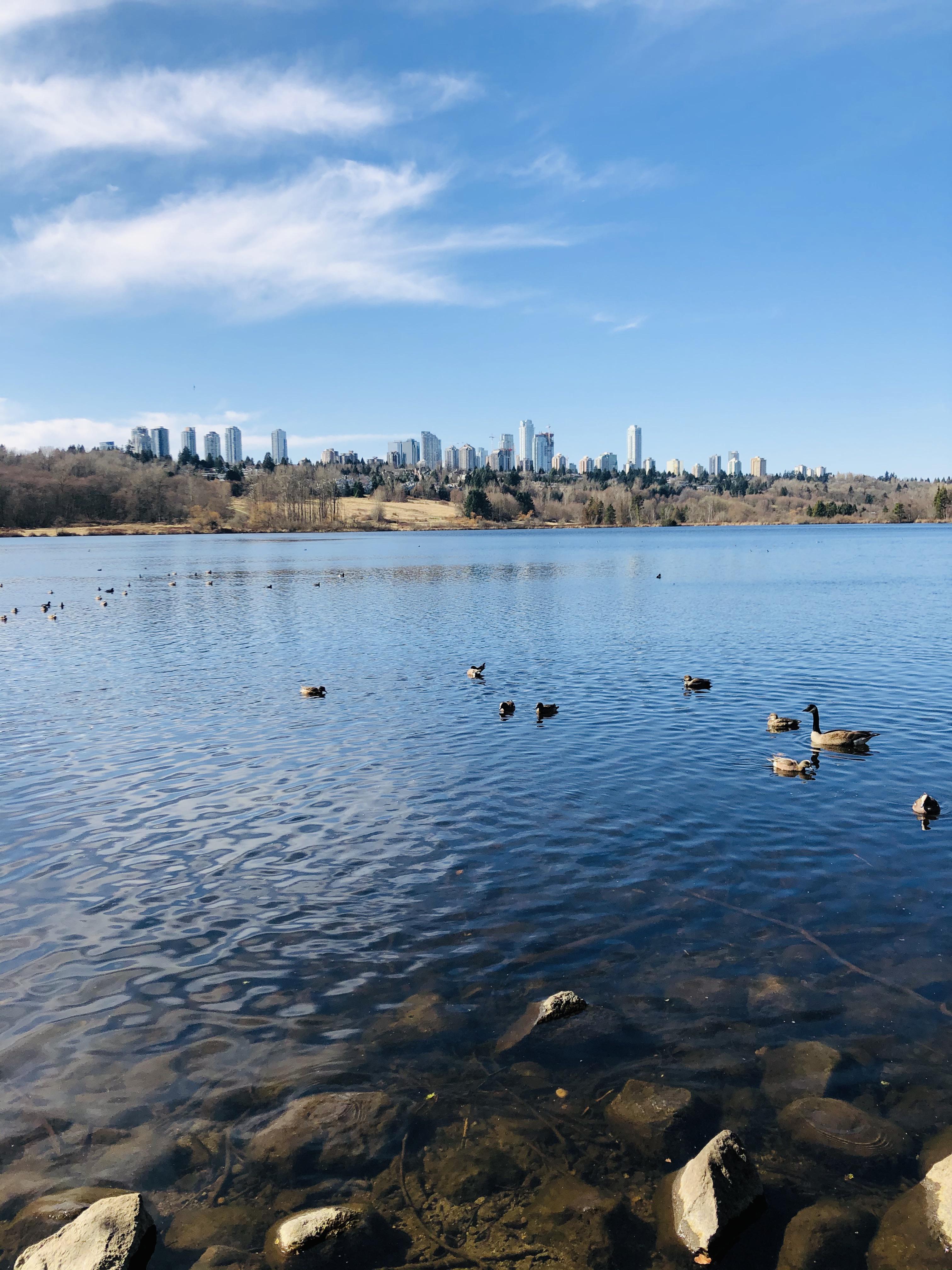 Deer Lake Park trail in Burnaby, British Columbia r/hiking