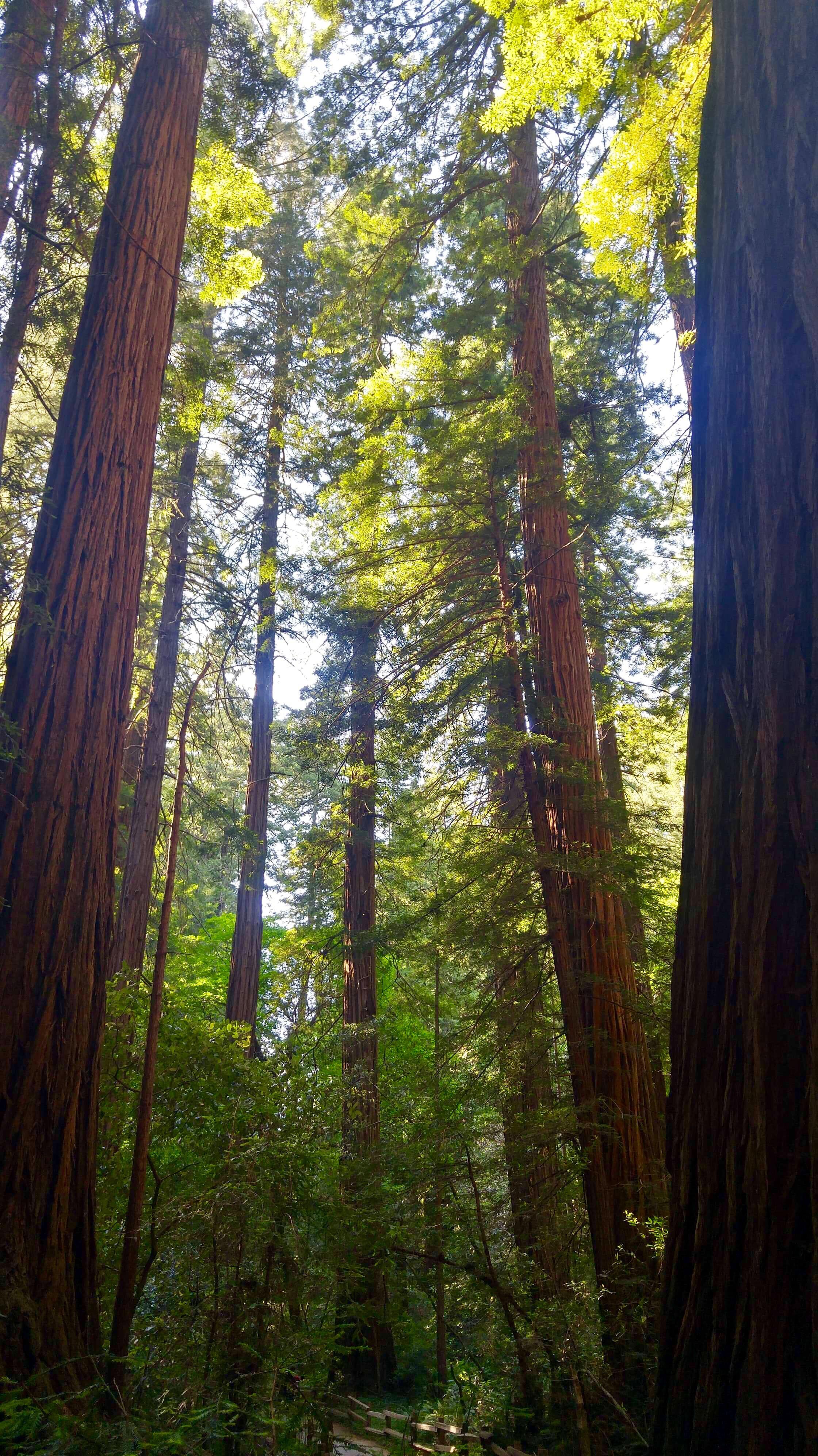 Muir Woods, California [OC][2240x3984] r/EarthPorn