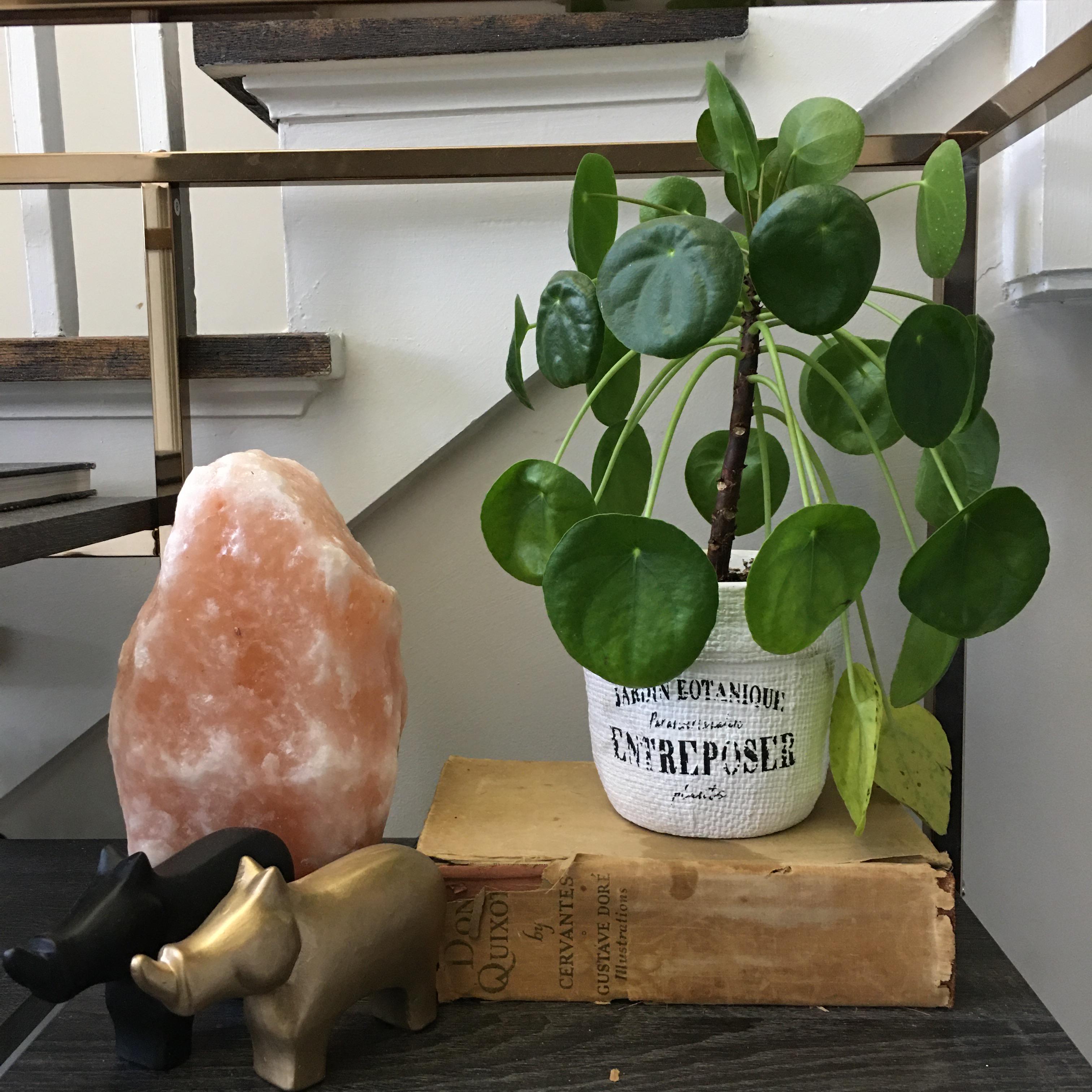 Tips for yellowing leaves on this Pilea? Seems healthy otherwise