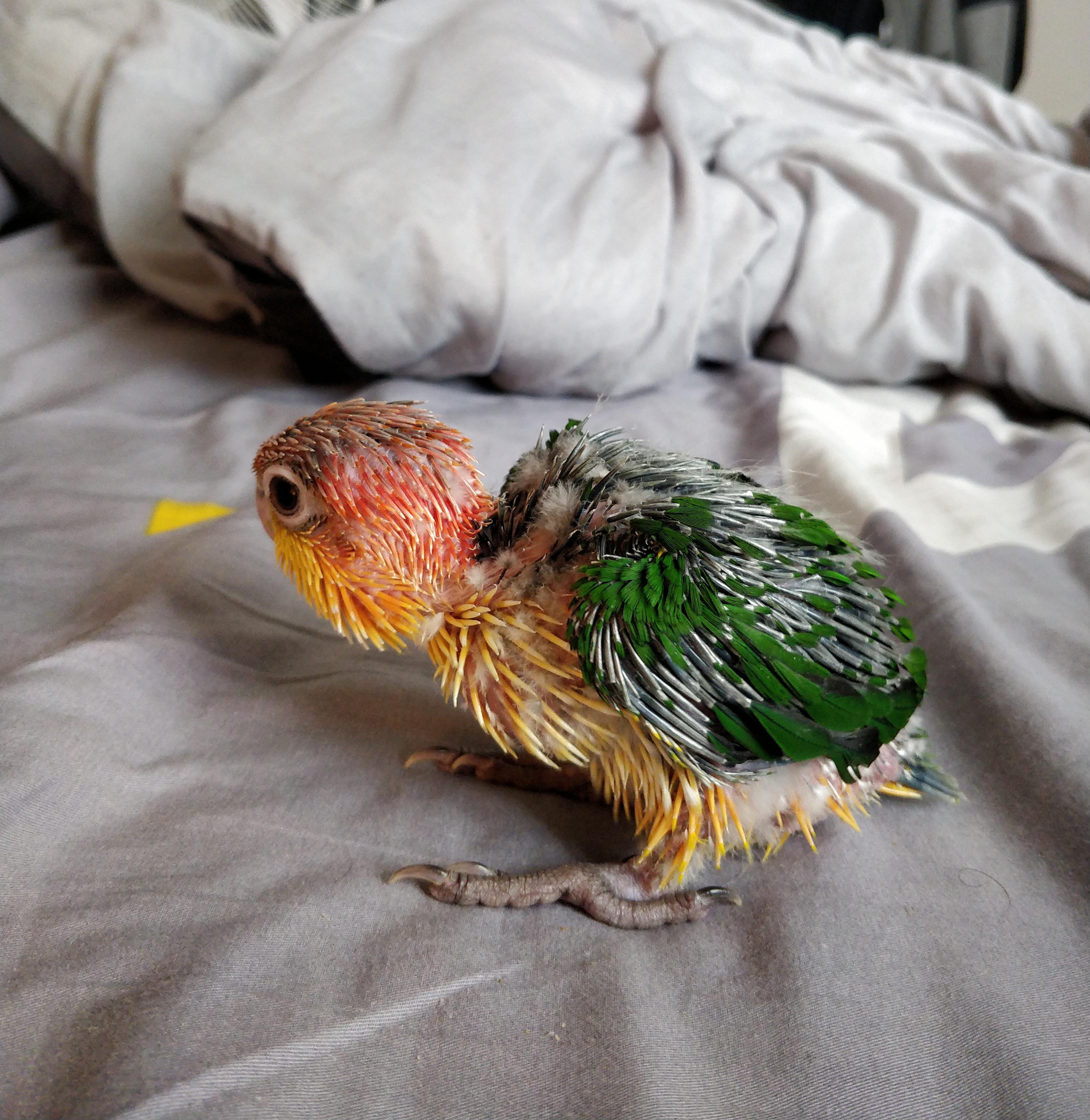 Baby Caique explores the outside world r/parrots