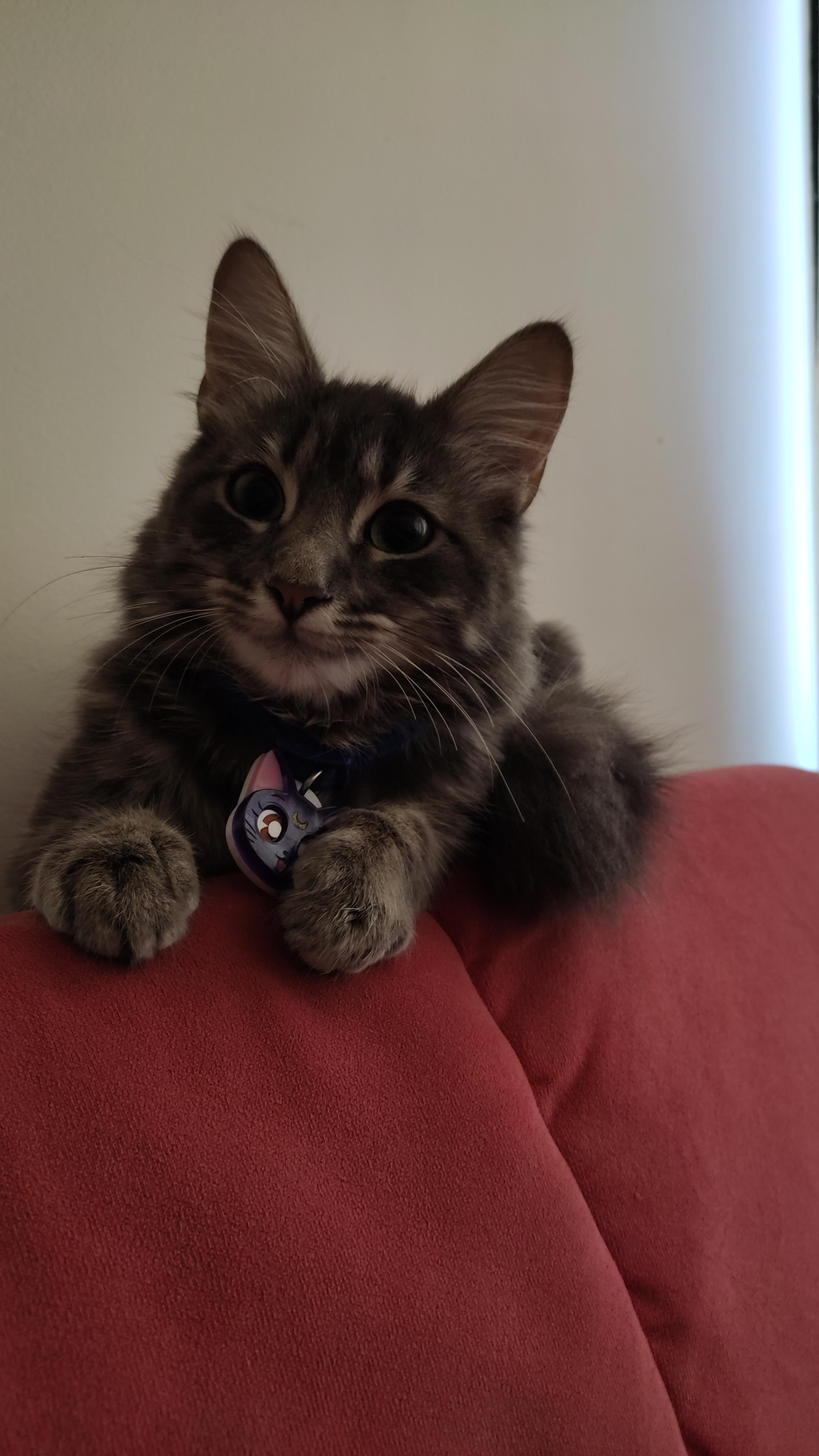 Am i crazy or does this photo of my cat look like she is smiling? 😭 r