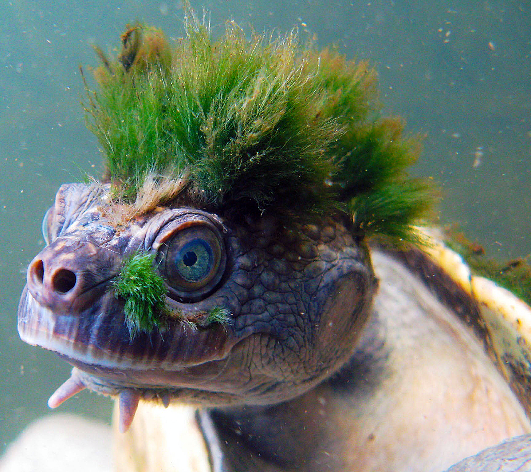 🔥 The Mary River Turtle can breathe underwater using specialized glands